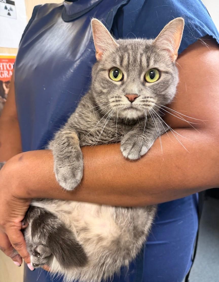 Moro, adopted, Adult Female Domestic Short Hair.