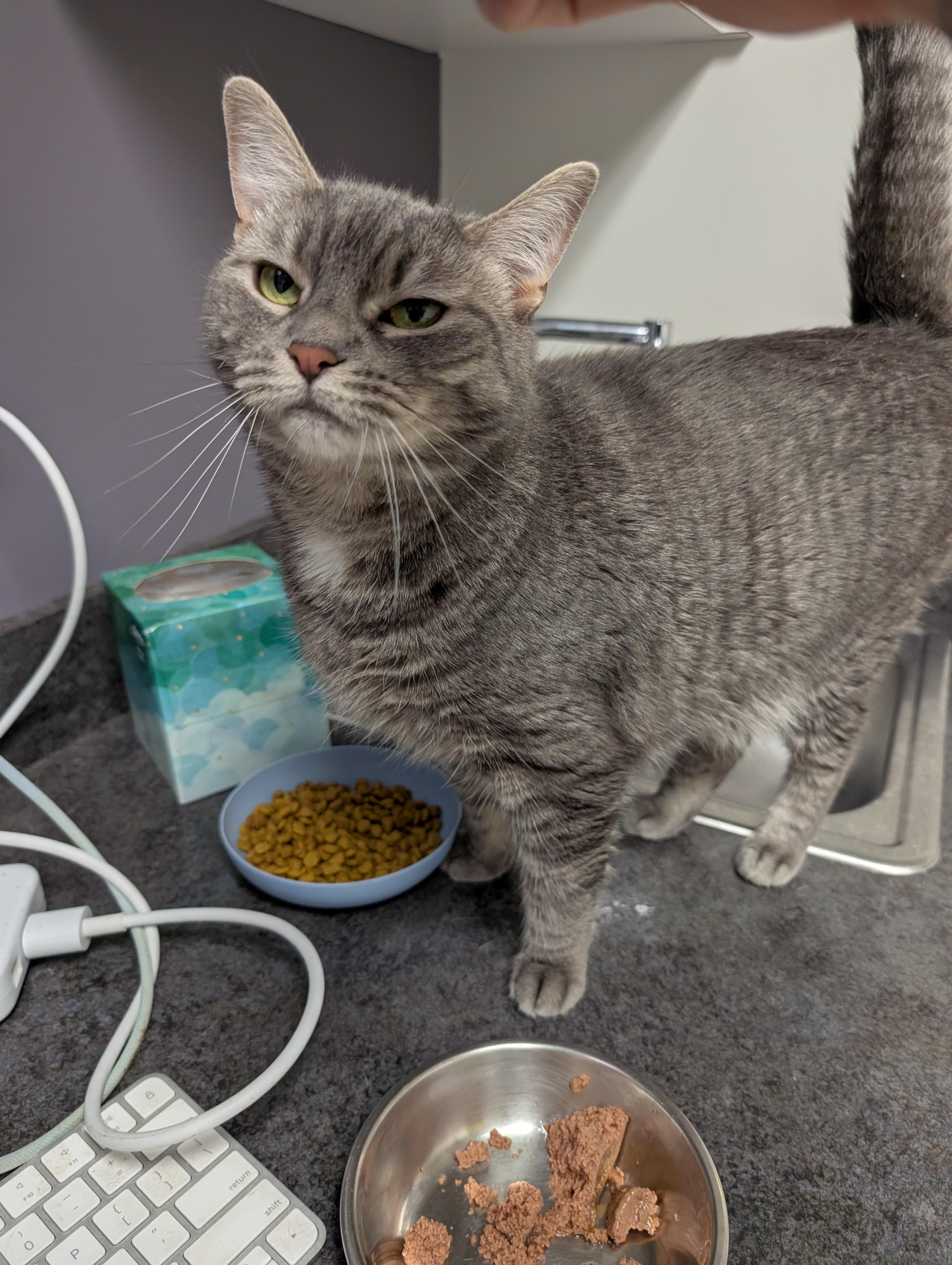Enlarge Moro, an adopted Domestic Short Hair in Philadelphia, PA image 2/4