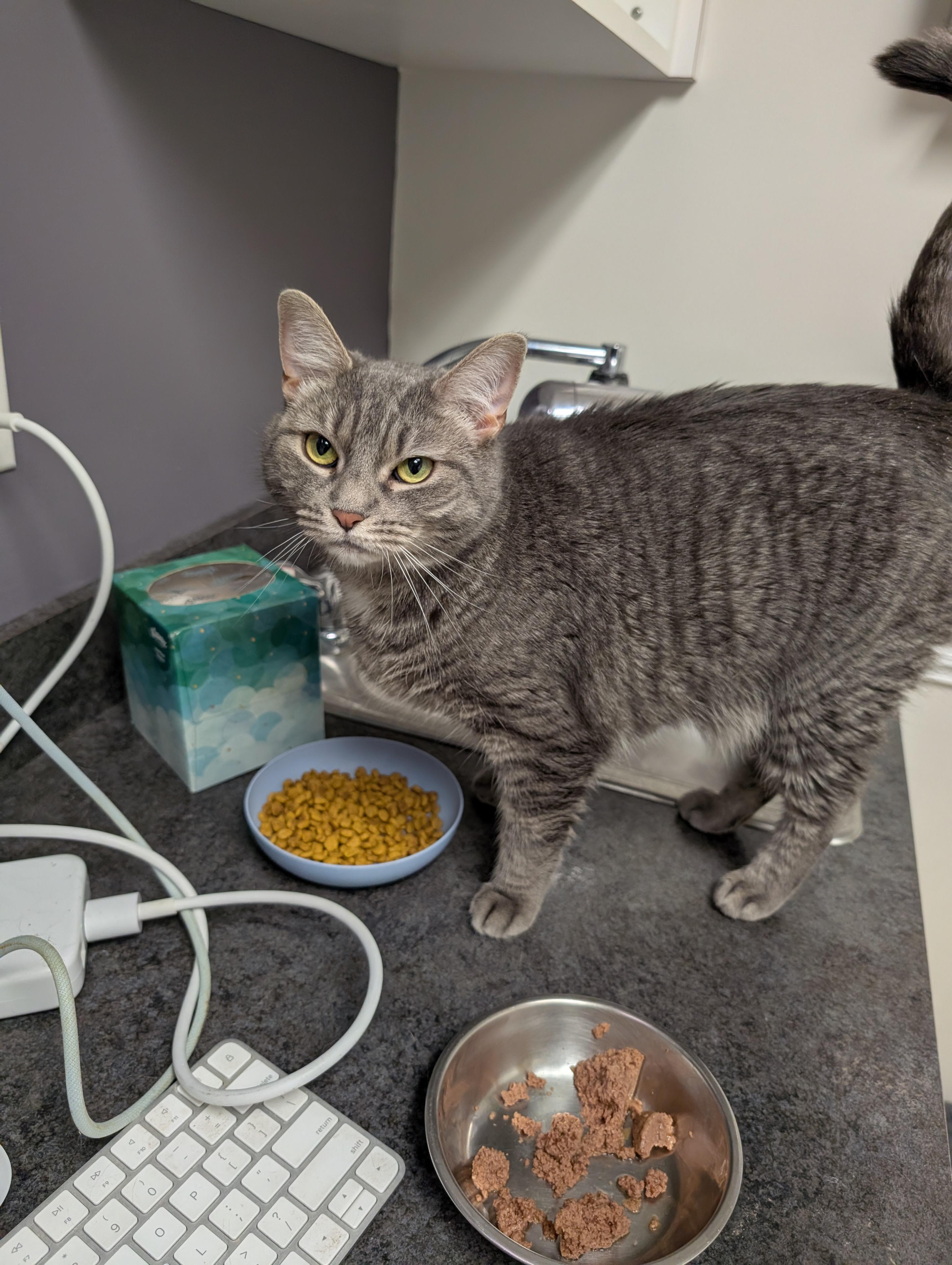 Enlarge Moro, an adopted Domestic Short Hair in Philadelphia, PA image 3/4