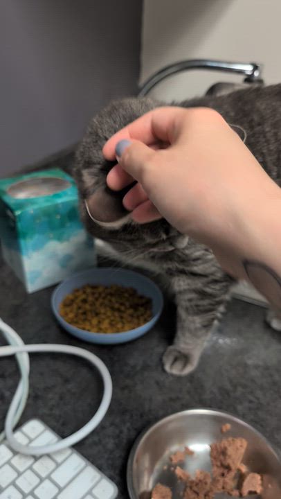 Enlarge Moro, an adopted Domestic Short Hair in Philadelphia, PA video 4/4