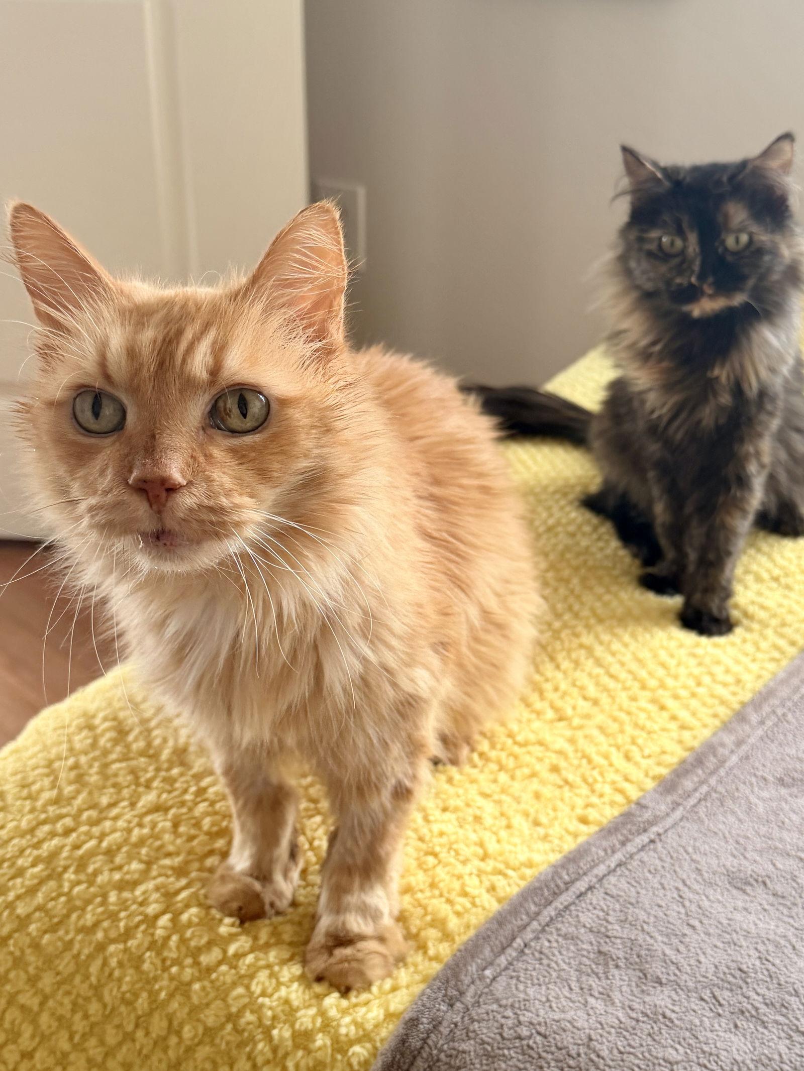 Enlarge Ashton, a Adoptable Domestic Medium Hair in Reston, VA image 1/3