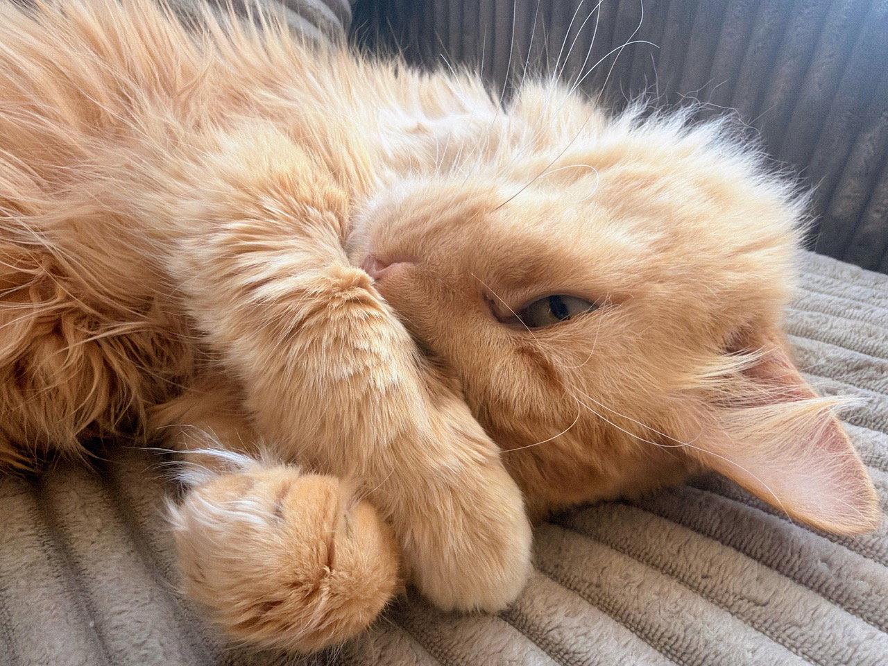 Ashton, a Adopted Domestic Medium Hair in Reston, VA image 1/3