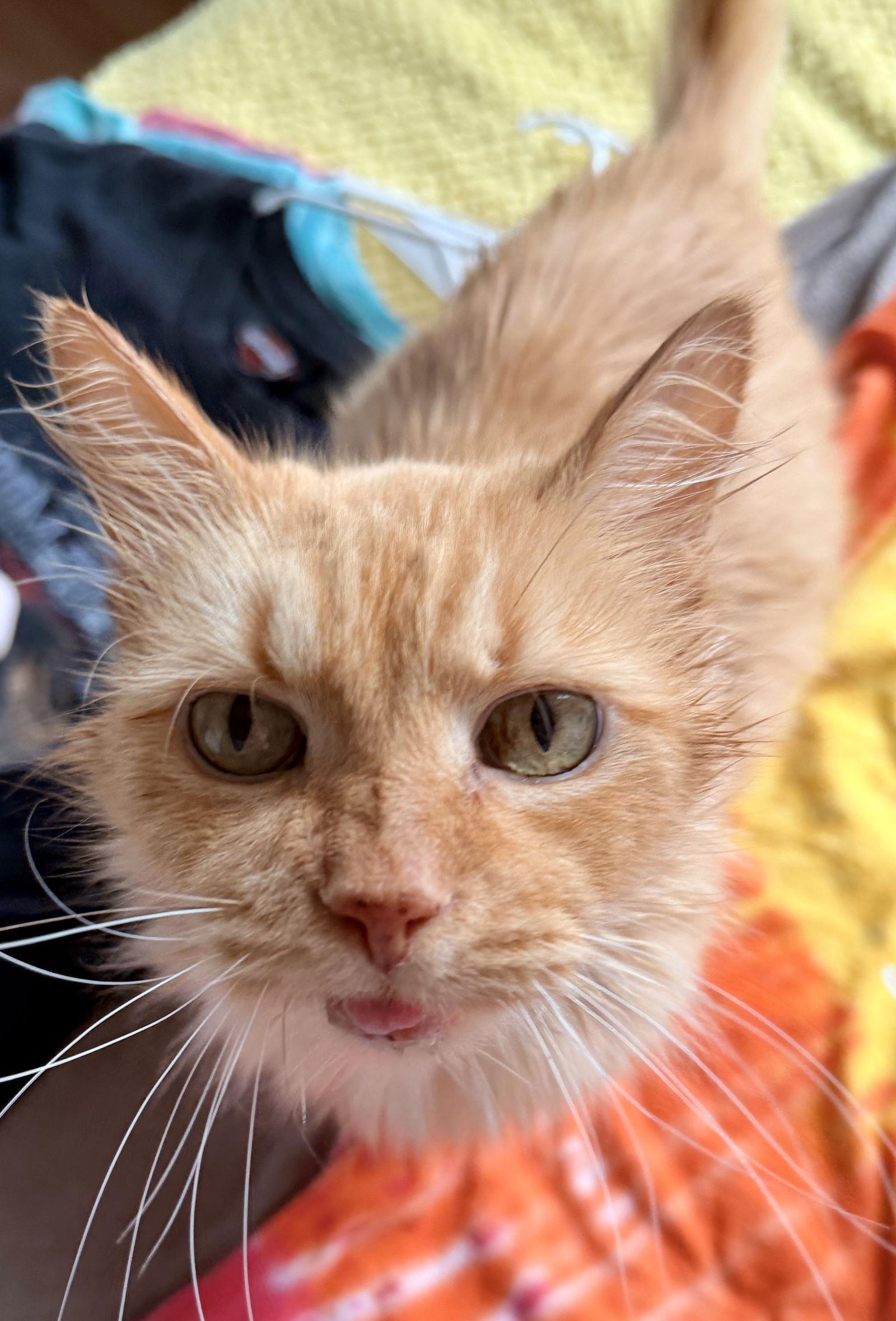 Enlarge Ashton, a Adoptable Domestic Medium Hair in Reston, VA image 3/3