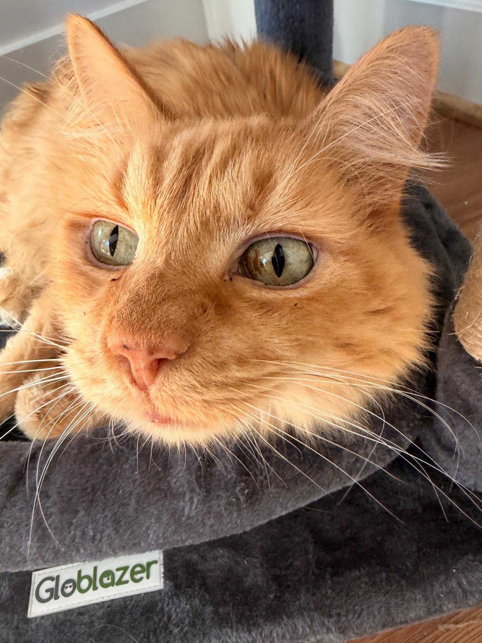 Ashton, a Adopted Domestic Medium Hair in Reston, VA image 2/3