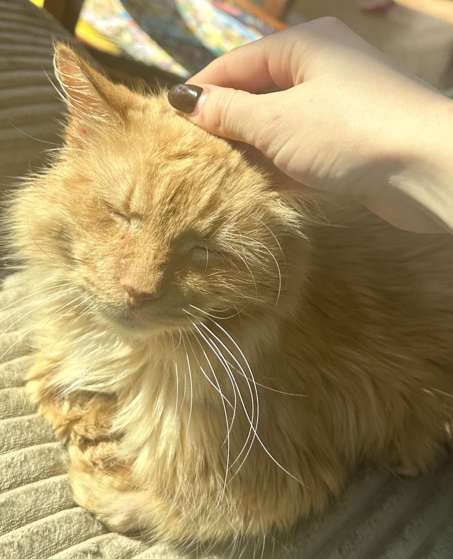 Enlarge Ashton, a Adoptable Domestic Medium Hair in Reston, VA image 2/3