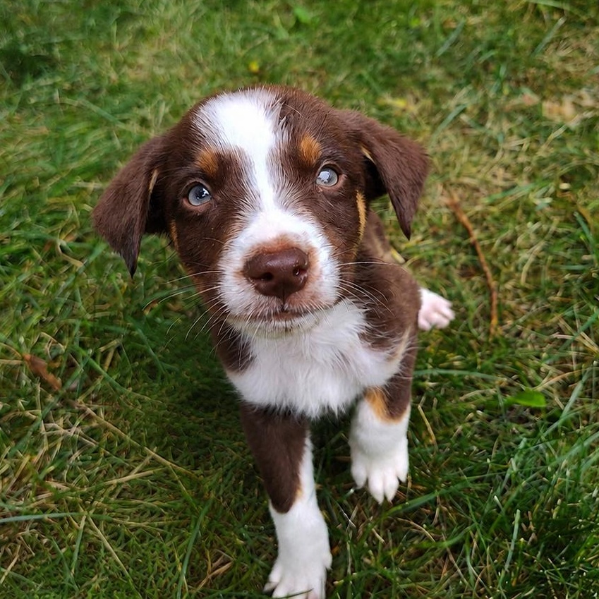 Bowie, adopted, Puppy Male Australian Shepherd & Border Collie.