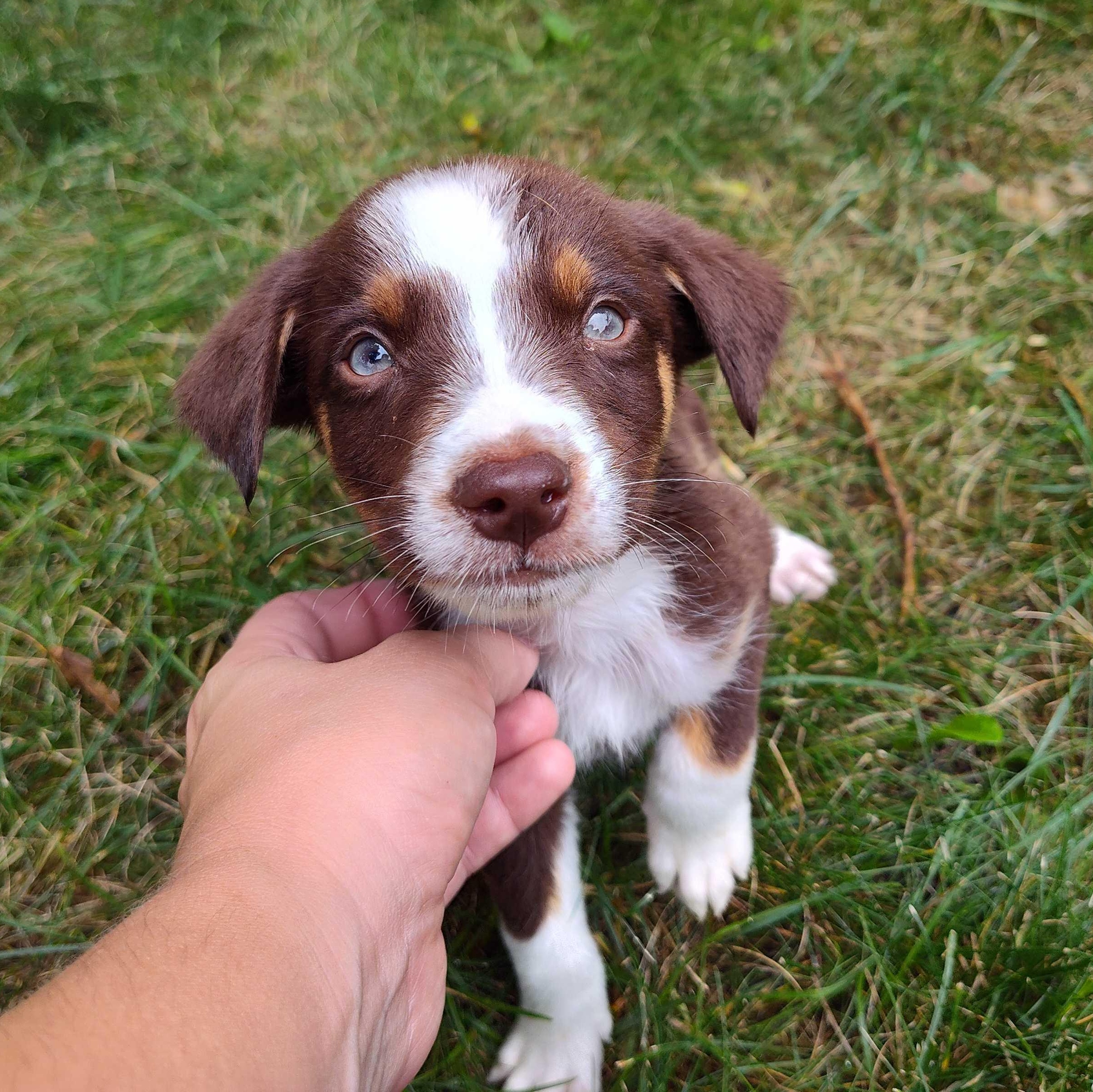 Enlarge Bowie (AKA Chocolate Thunder), a Adoptable mixed breed in Addison, IL image 3/4