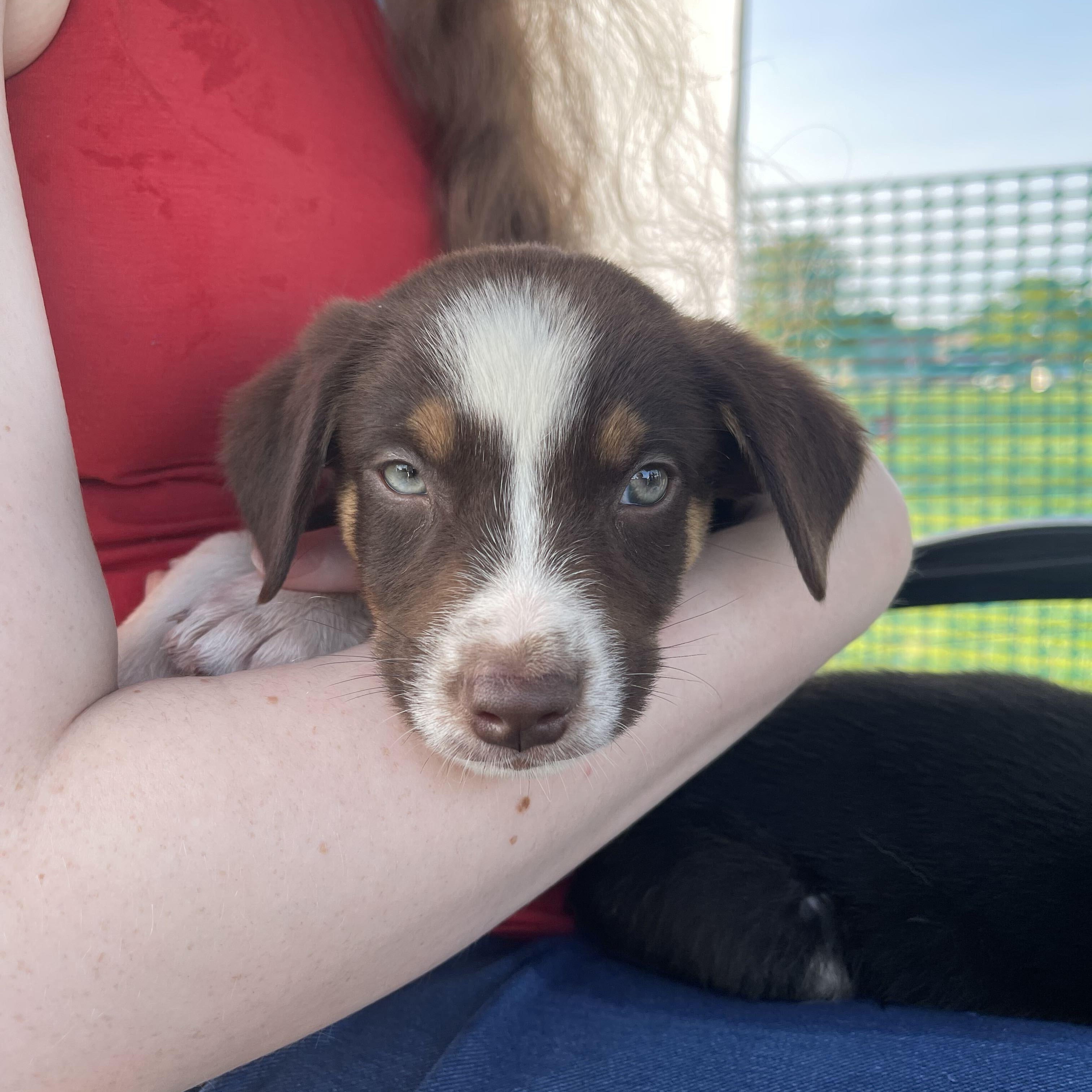 Enlarge Bowie, an adopted mixed breed in Addison, IL image 2/5