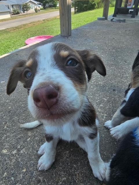 Enlarge Puppy 5, a Adoptable Australian Shepherd in Addison, IL image 1/1