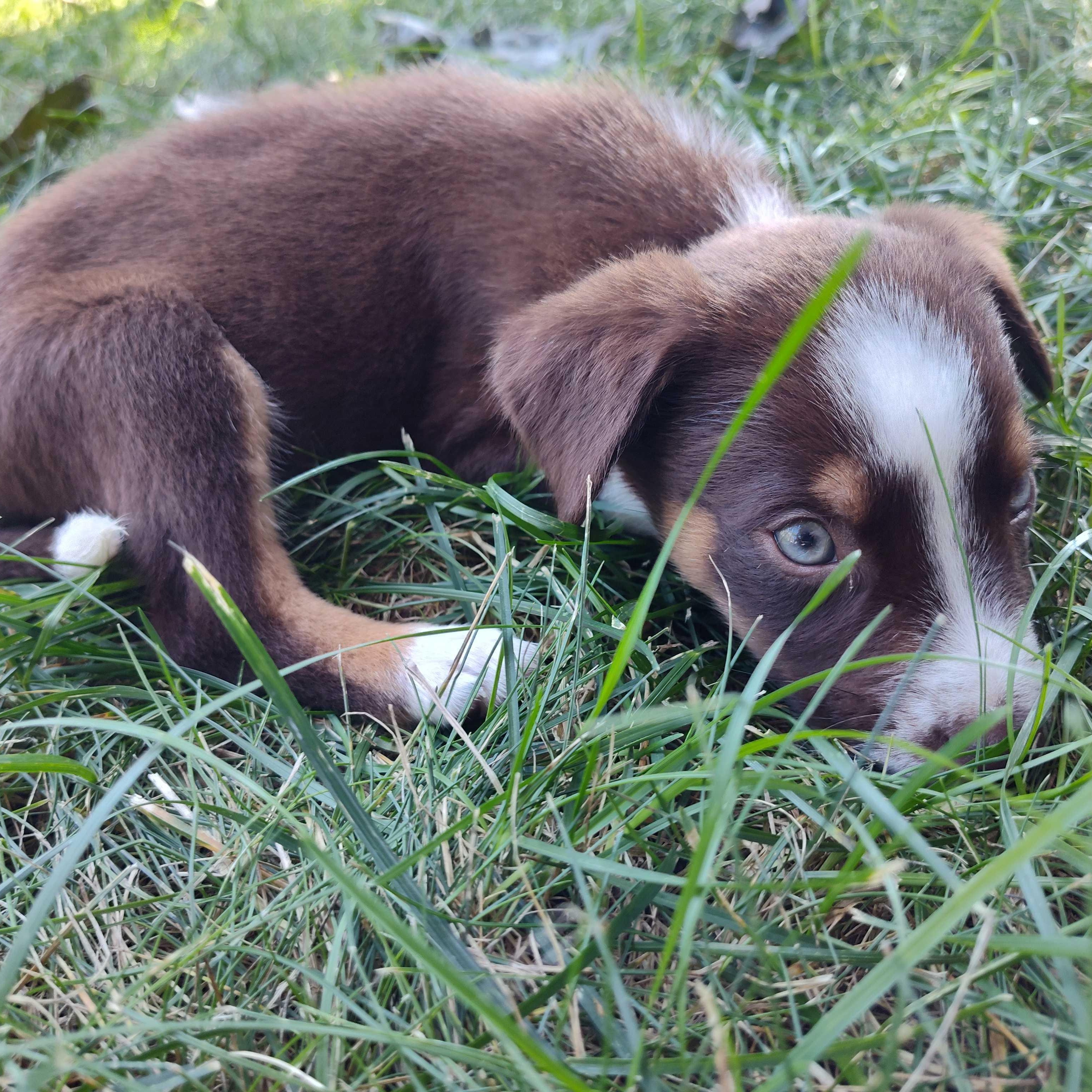 Enlarge Bowie (AKA Chocolate Thunder), a Adoptable mixed breed in Addison, IL image 2/4