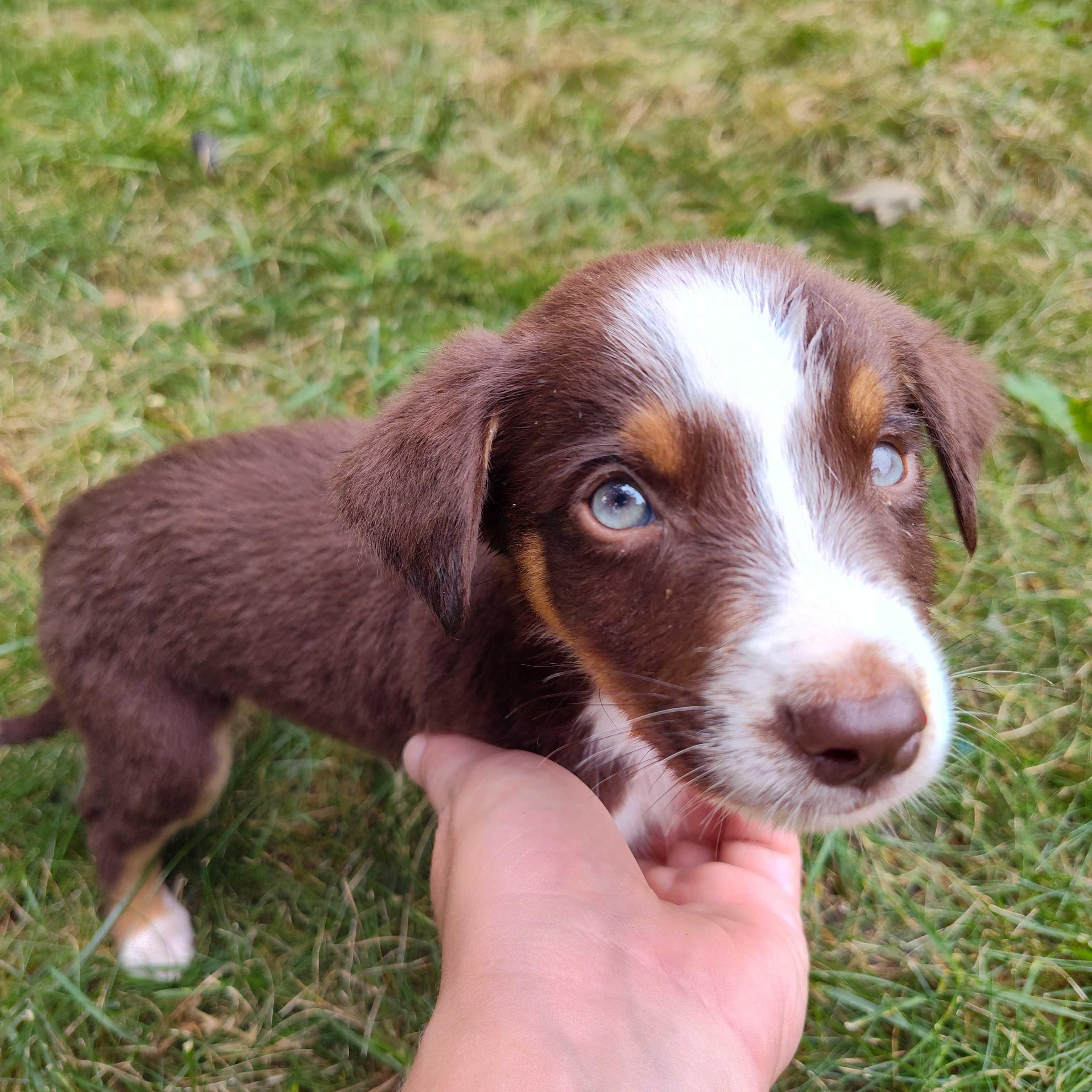 Bowie (AKA Chocolate Thunder), Adoptable, Puppy Male Australian Shepherd & Border Collie.