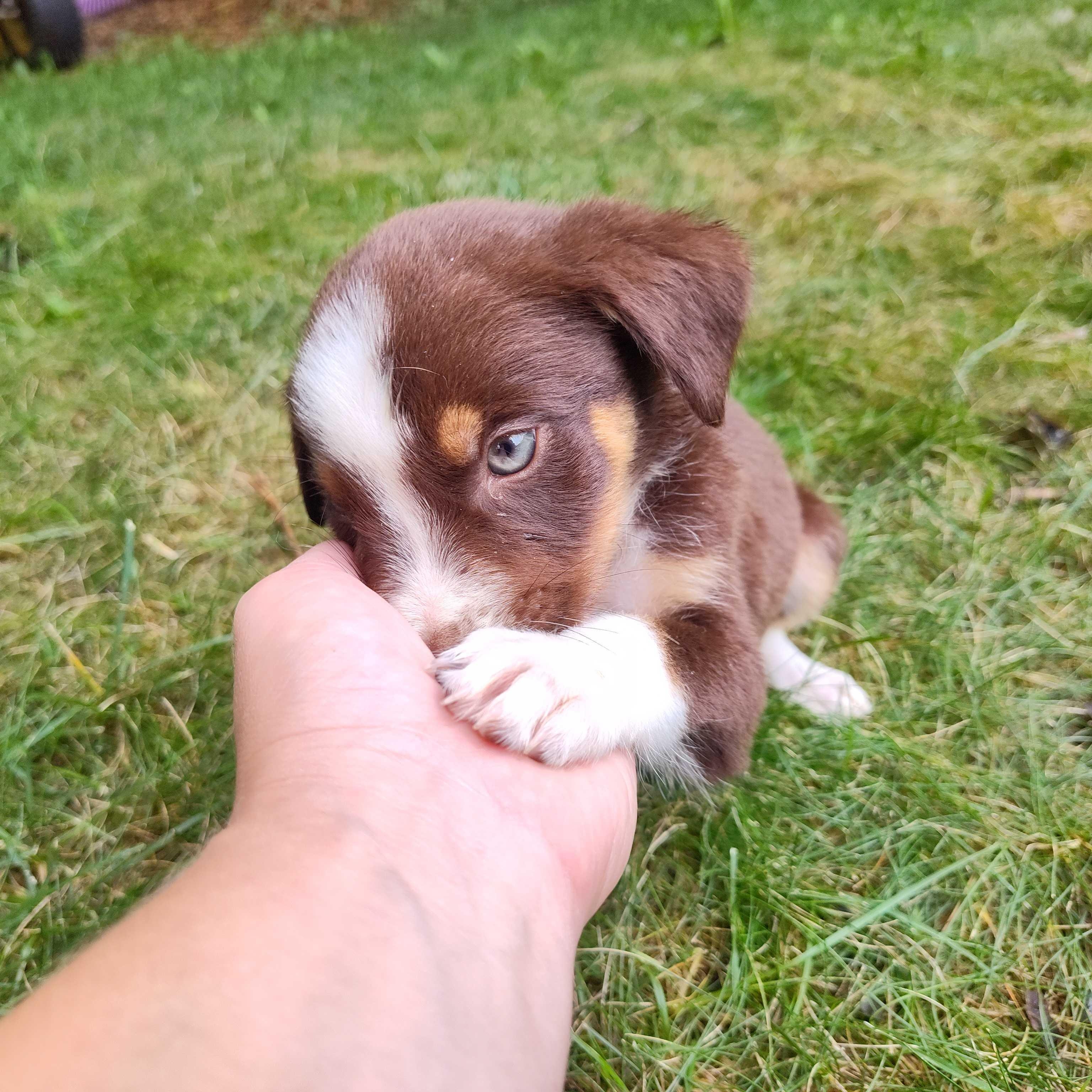 Enlarge Bowie (AKA Chocolate Thunder), a Adoptable mixed breed in Addison, IL image 4/4