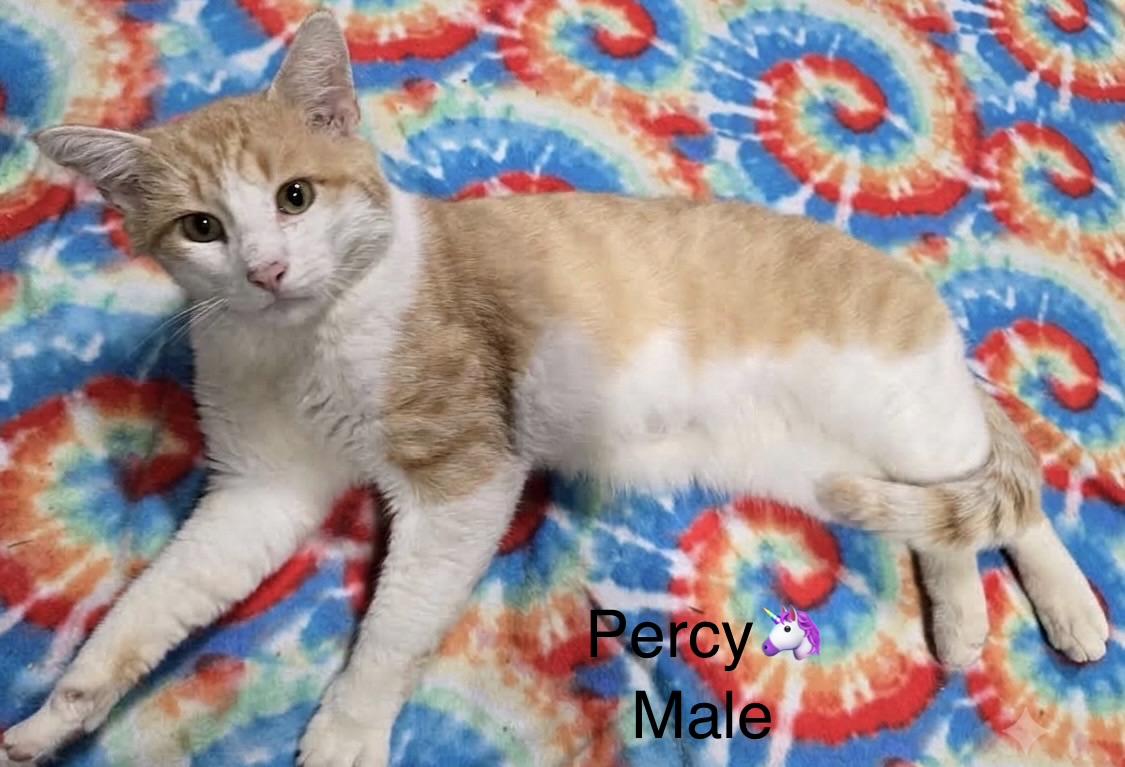 Percy, ADOPTABLE, Adult Male Domestic Short Hair.