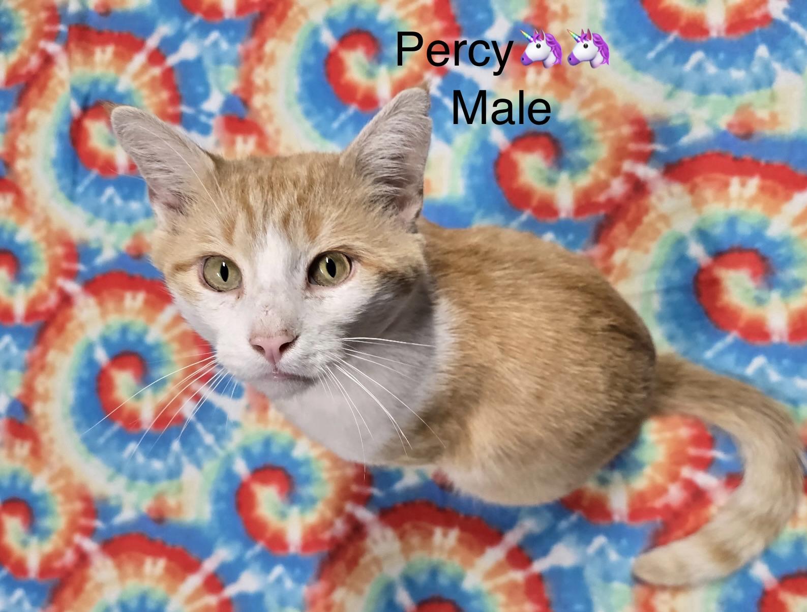 Enlarge Percy, a ADOPTABLE mixed breed in Calais, ME image 2/2