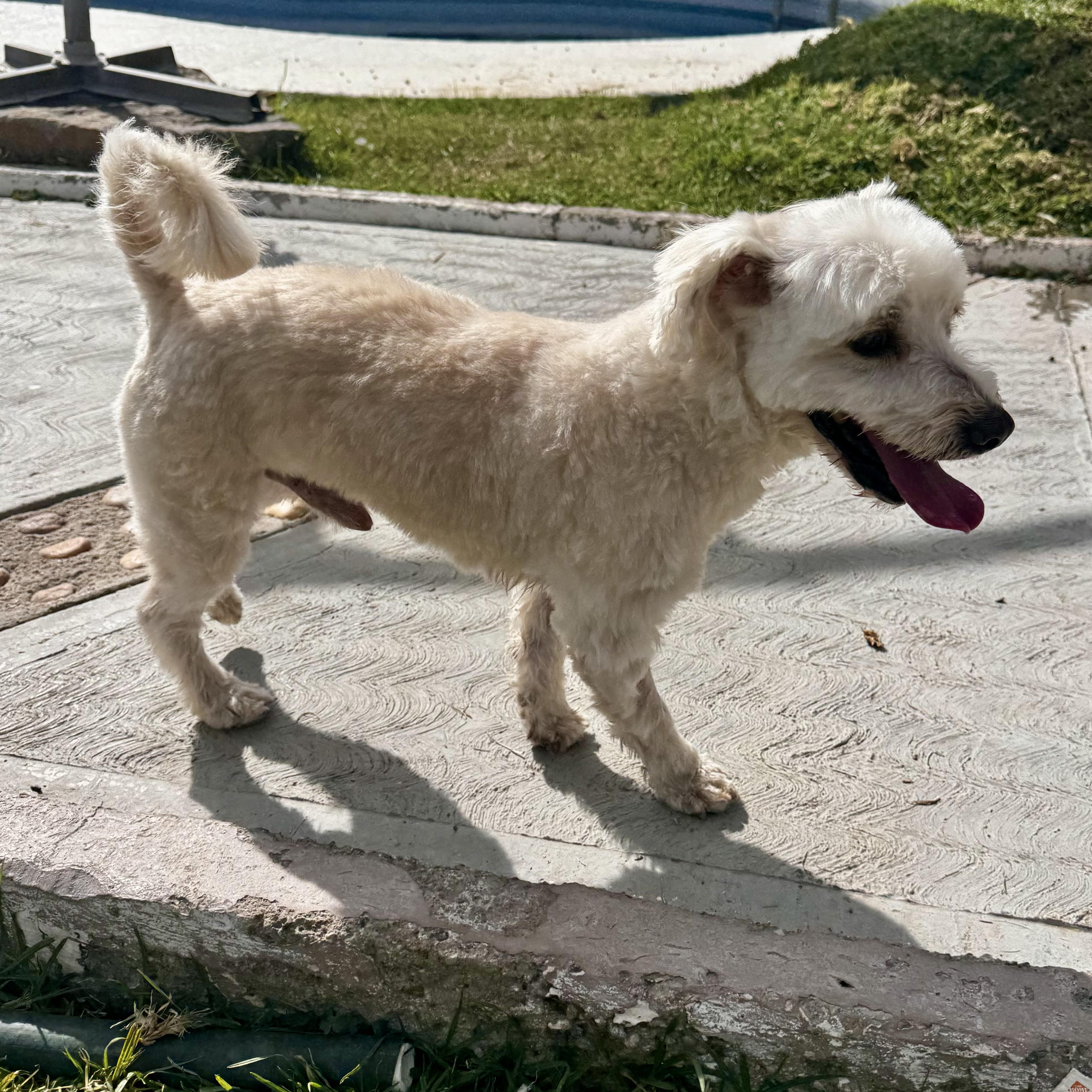 Snow — thumbnail 4