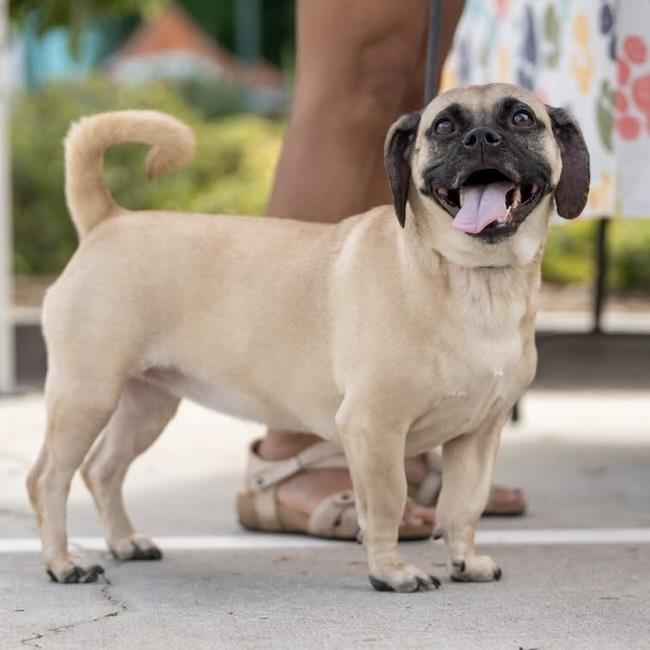Wednesday, Adoptable, Adult Female Beagle & Pug.