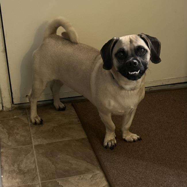Enlarge Wednesday, a Adoptable mixed breed in San Diego, CA image 2/3