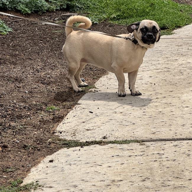 Enlarge Wednesday, a Adoptable mixed breed in San Diego, CA image 3/3