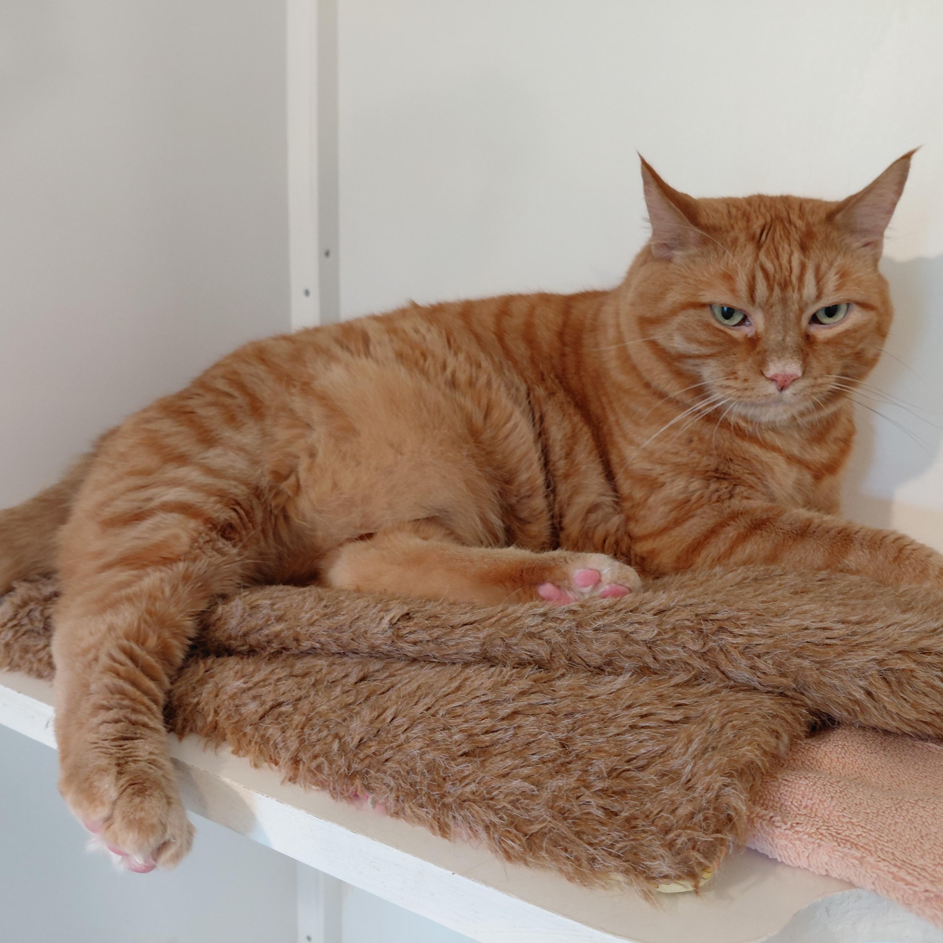 Enlarge Rusty, a ADOPTABLE Domestic Short Hair in Littleton, NH image 2/3
