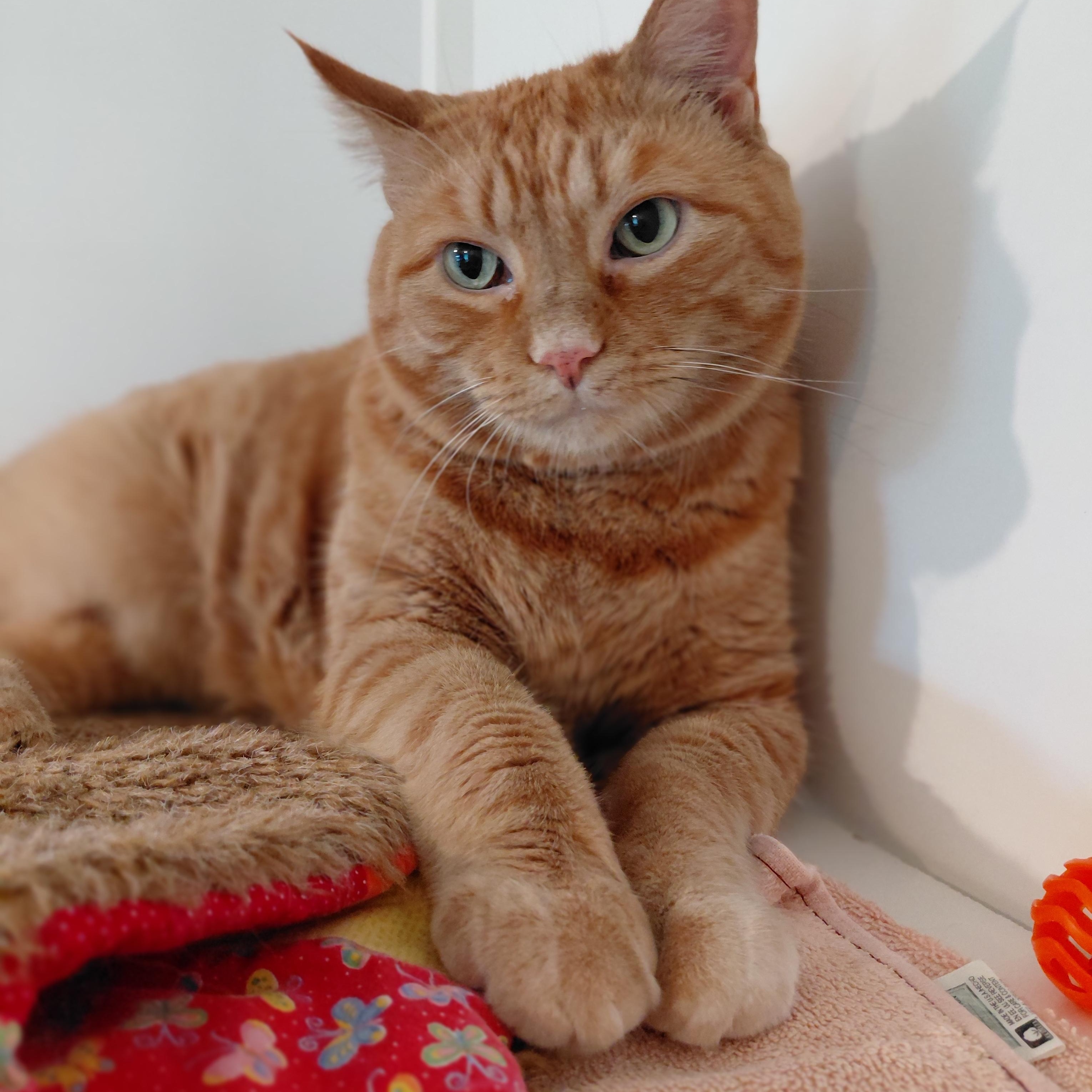 Enlarge Rusty, a ADOPTABLE Domestic Short Hair in Littleton, NH image 1/3