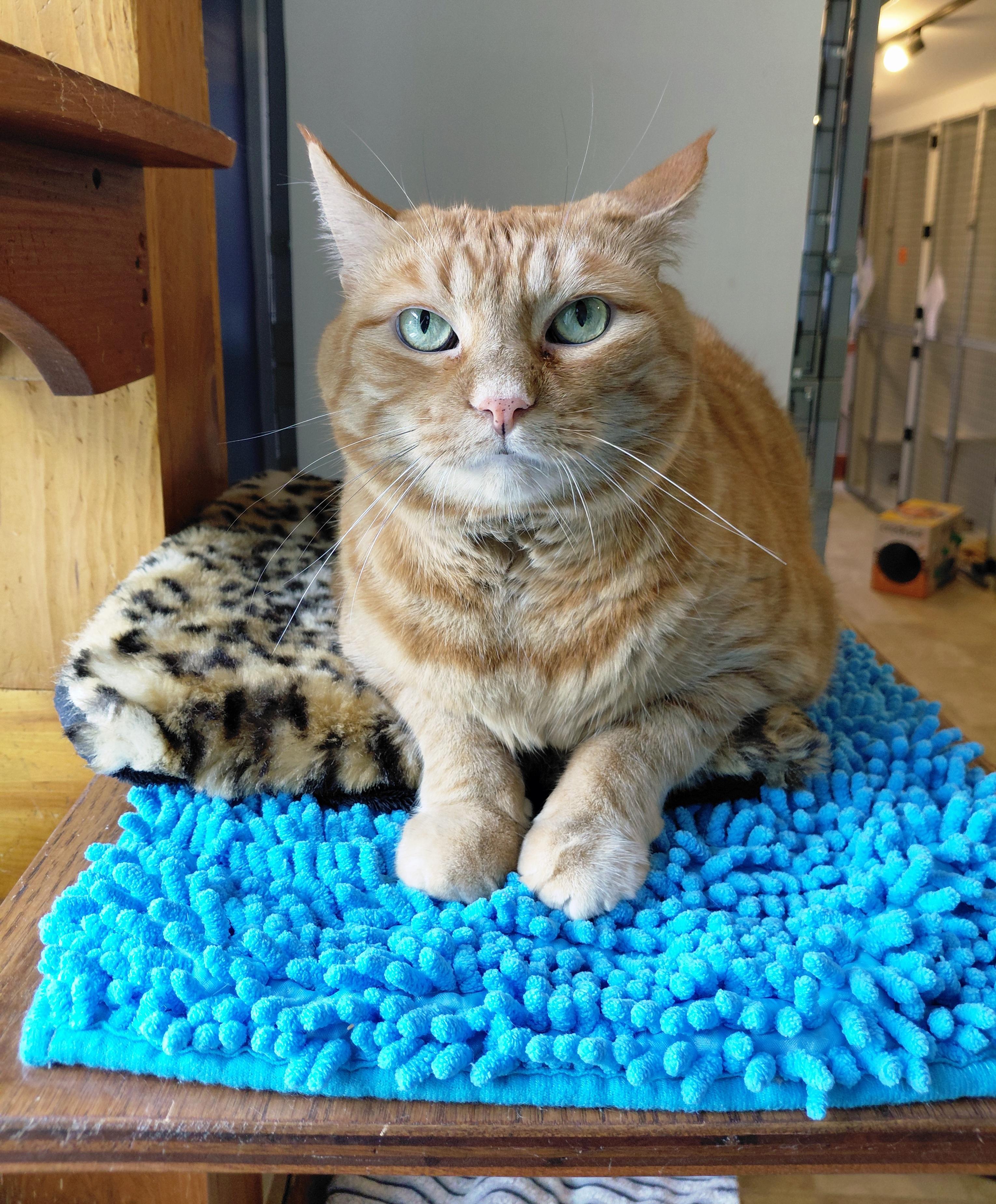 Rusty, a ADOPTABLE Domestic Short Hair in Littleton, NH image 3/6