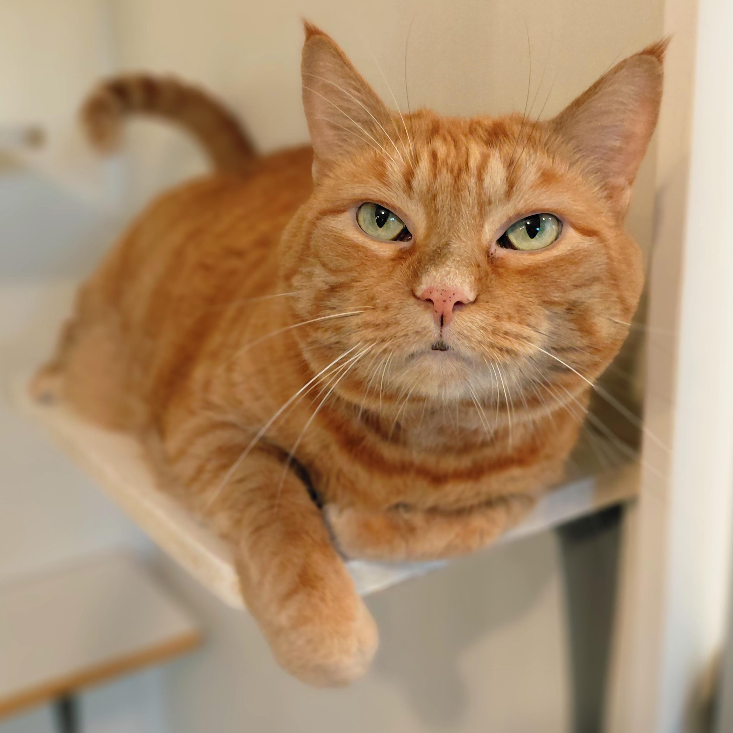 Rusty, a ADOPTABLE Domestic Short Hair in Littleton, NH image 1/6