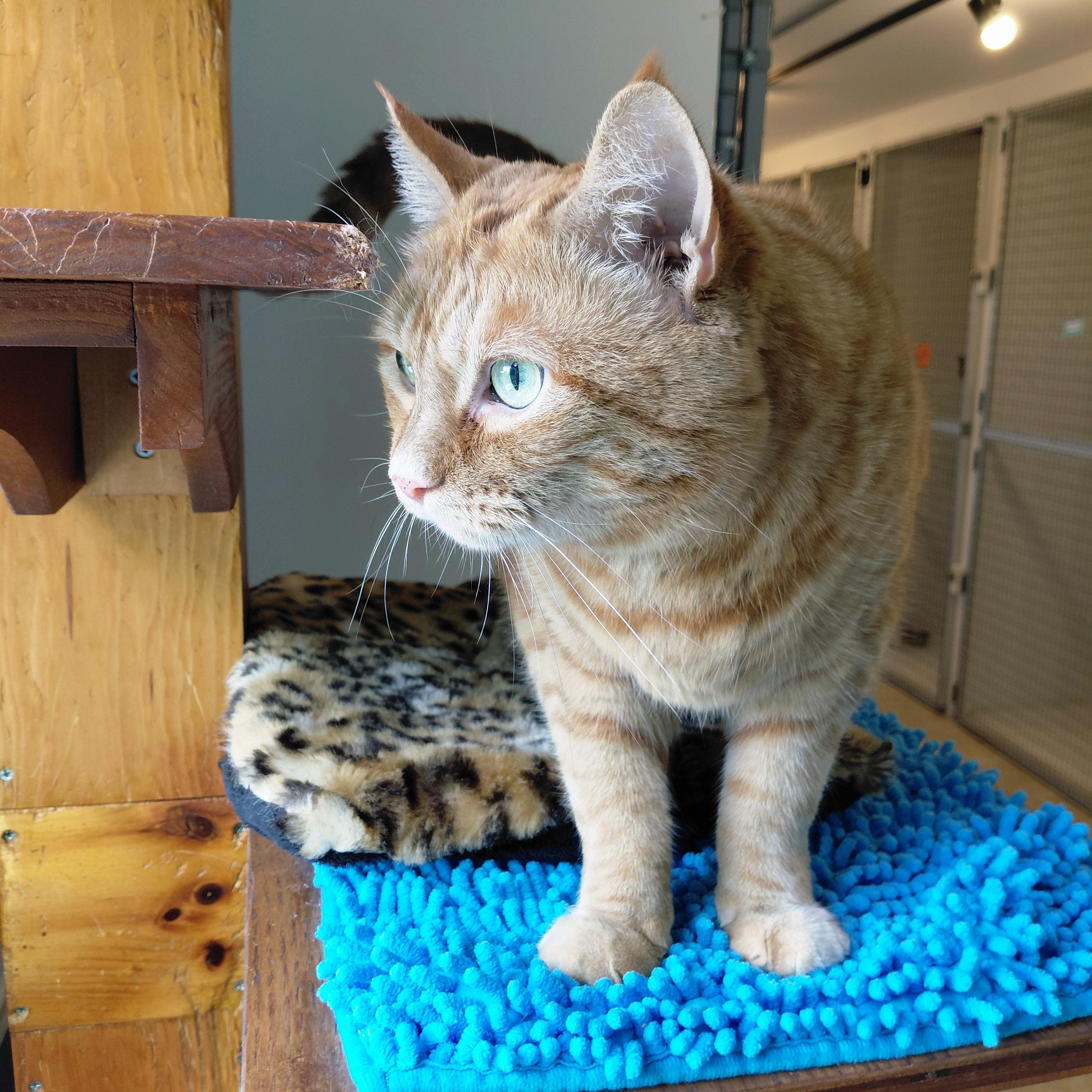 Rusty, a ADOPTABLE Domestic Short Hair in Littleton, NH image 5/6