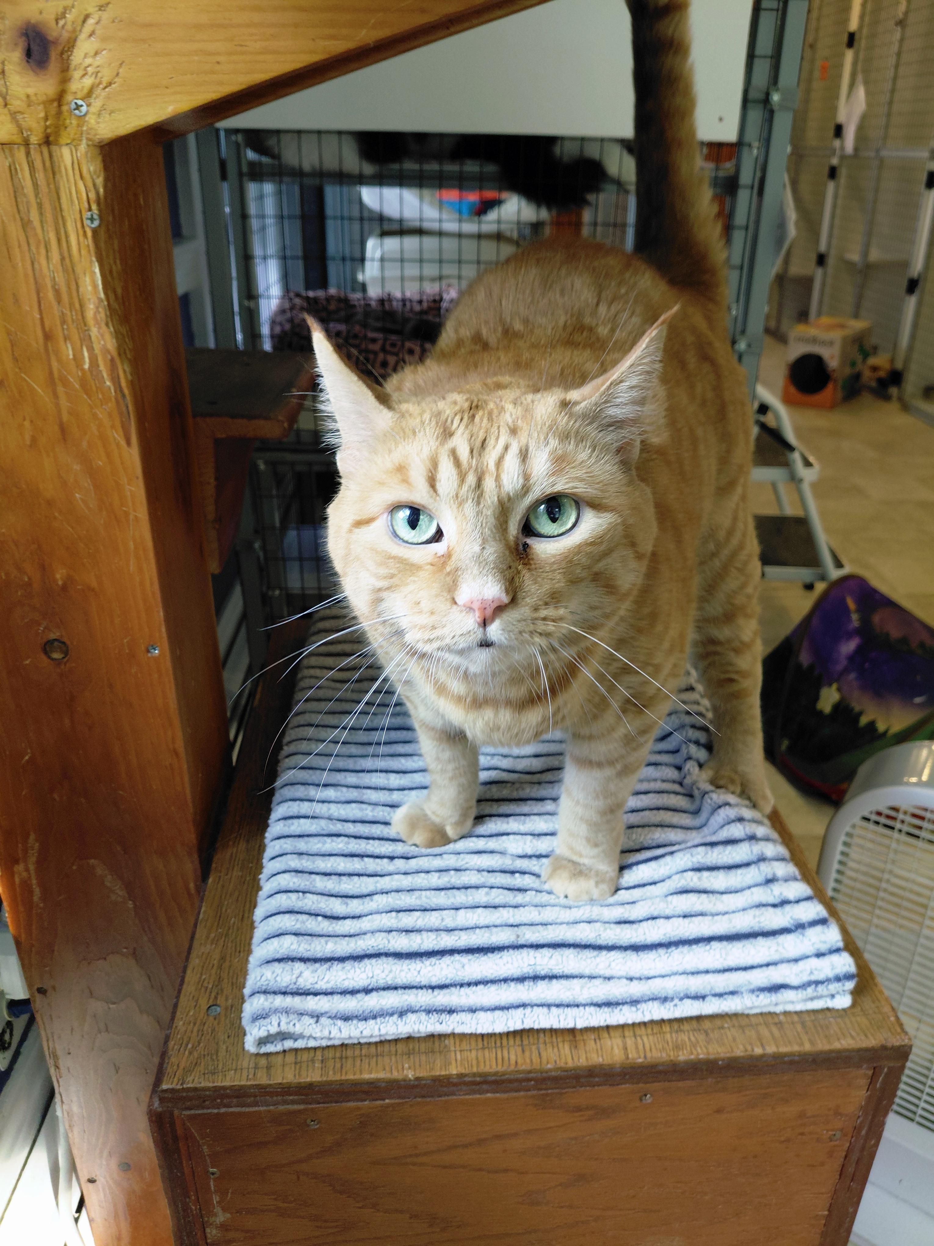 Rusty, a ADOPTABLE Domestic Short Hair in Littleton, NH image 6/6