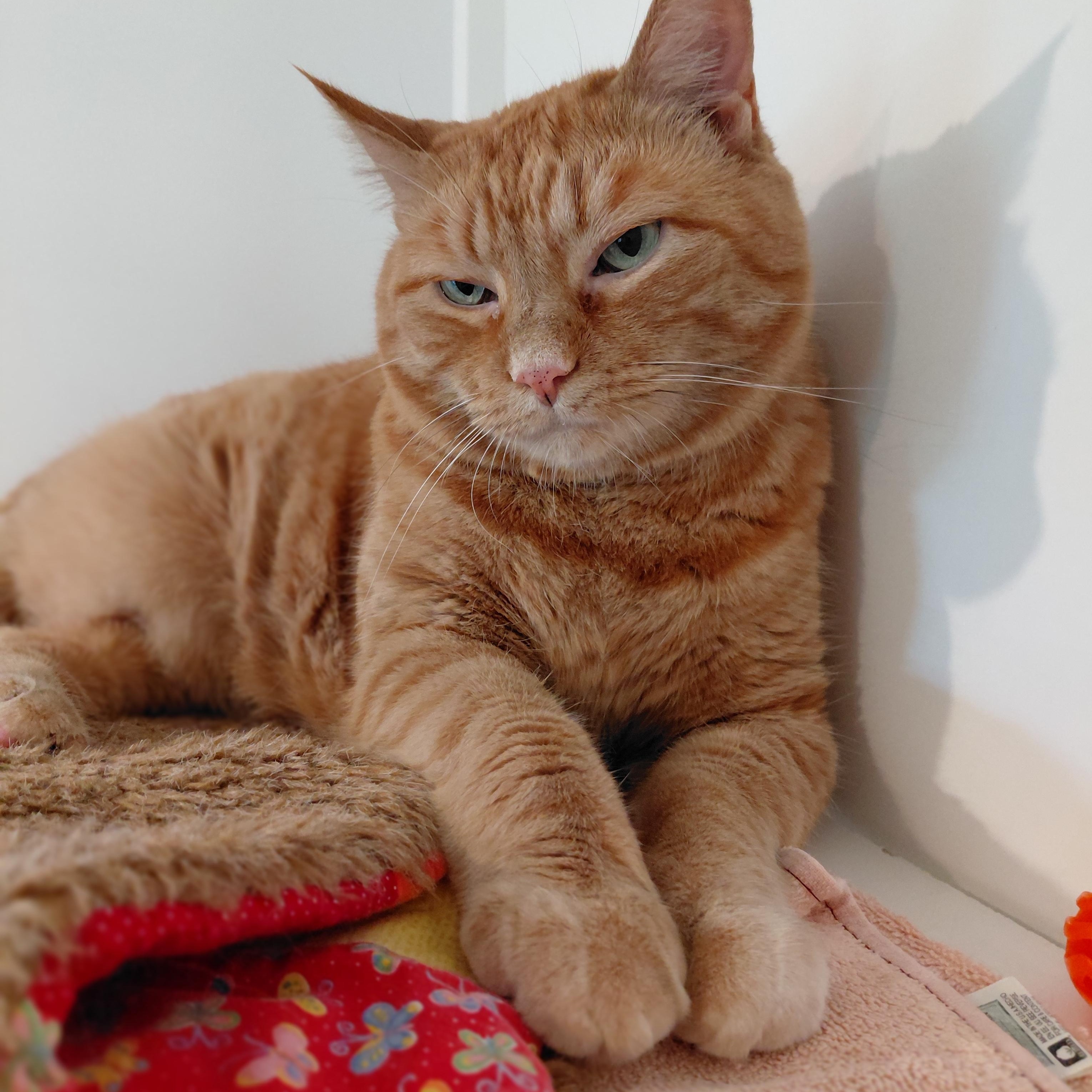 Enlarge Rusty, a ADOPTABLE Domestic Short Hair in Littleton, NH image 3/3