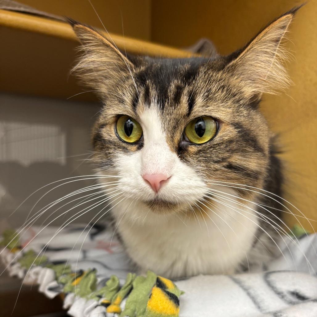 Toffee, Adoptable, Adult Female Domestic Medium Hair.