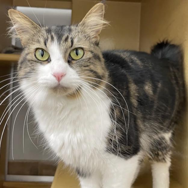 Toffee, a Adoptable mixed breed in Chicago, IL image 2/4