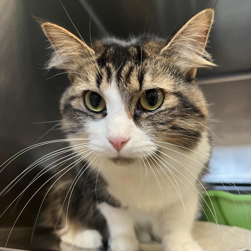 Toffee, a Adoptable mixed breed in Chicago, IL image 3/4