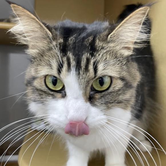 Toffee, a Adoptable mixed breed in Chicago, IL image 4/4