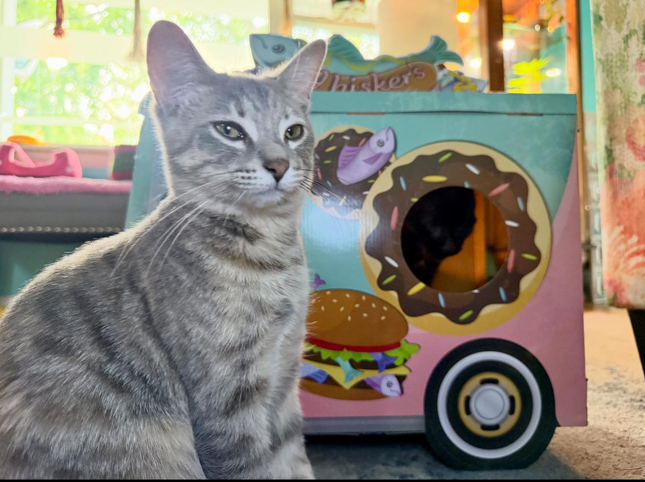 Dumpling Castaway, Adoptable, Kitten Female Torbie.