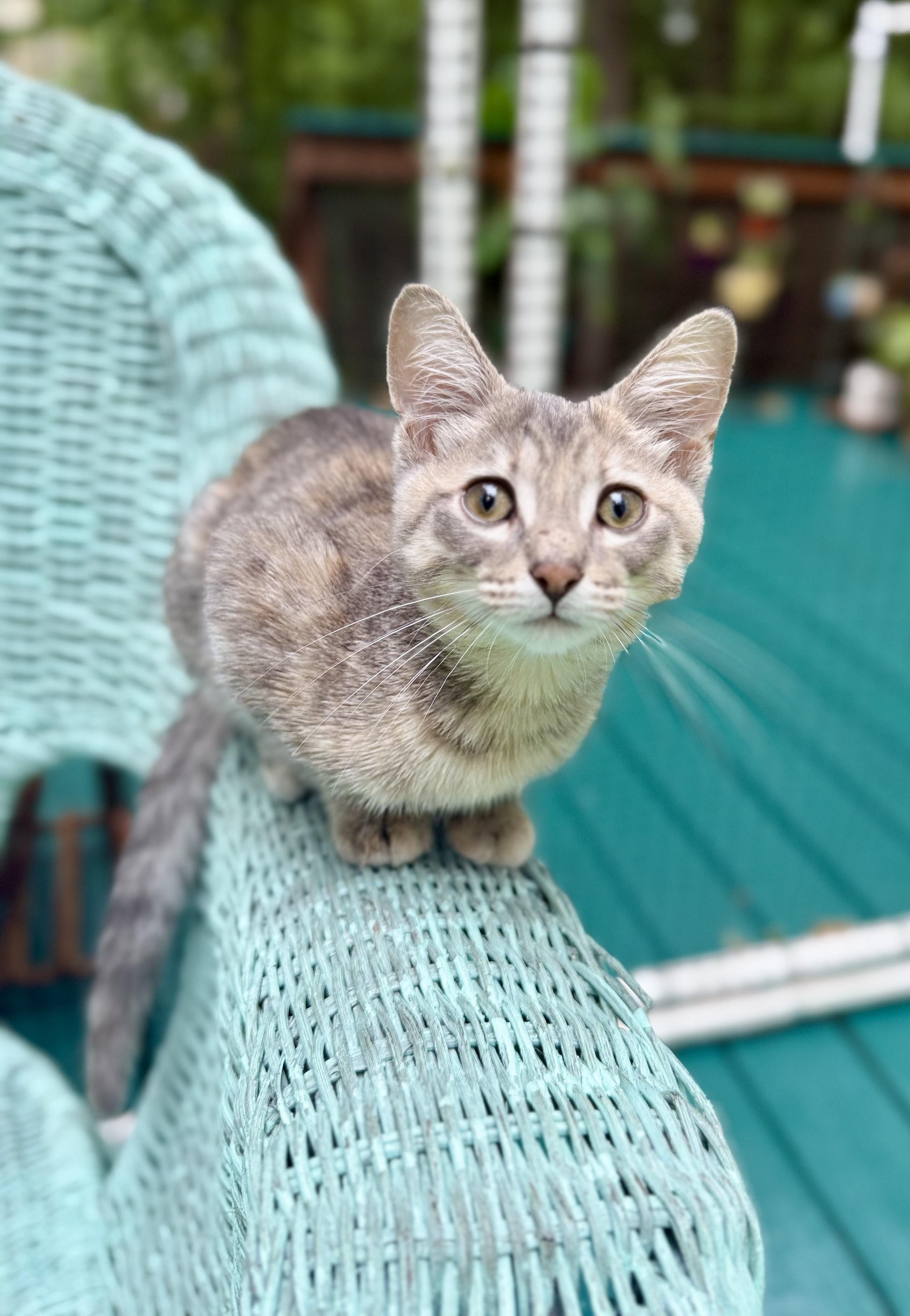 Dumpling Castaway, a Adoptable Torbie in Grand Haven, MI image 4/5