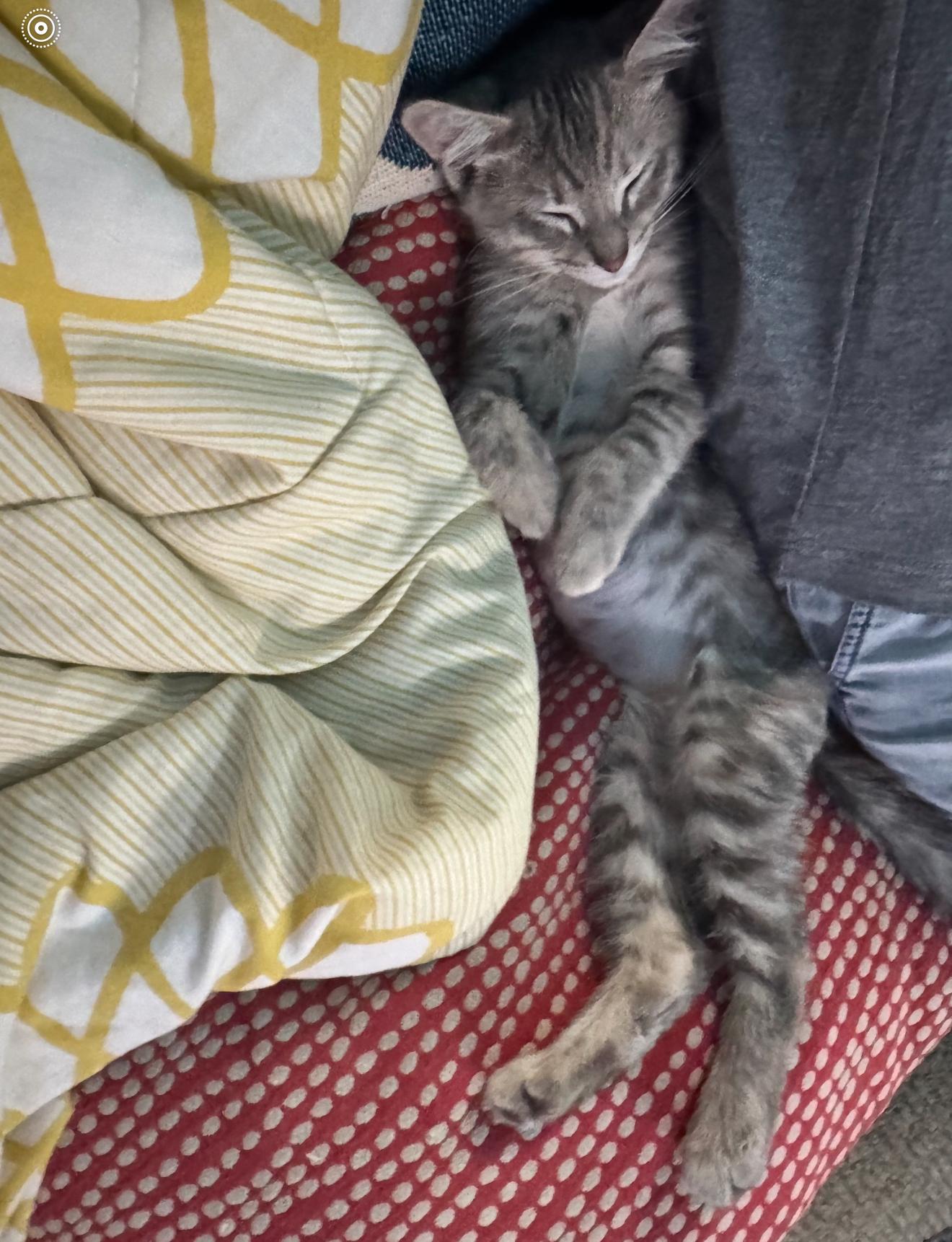 Dumpling Castaway, a Adoptable Torbie in Grand Haven, MI image 3/5