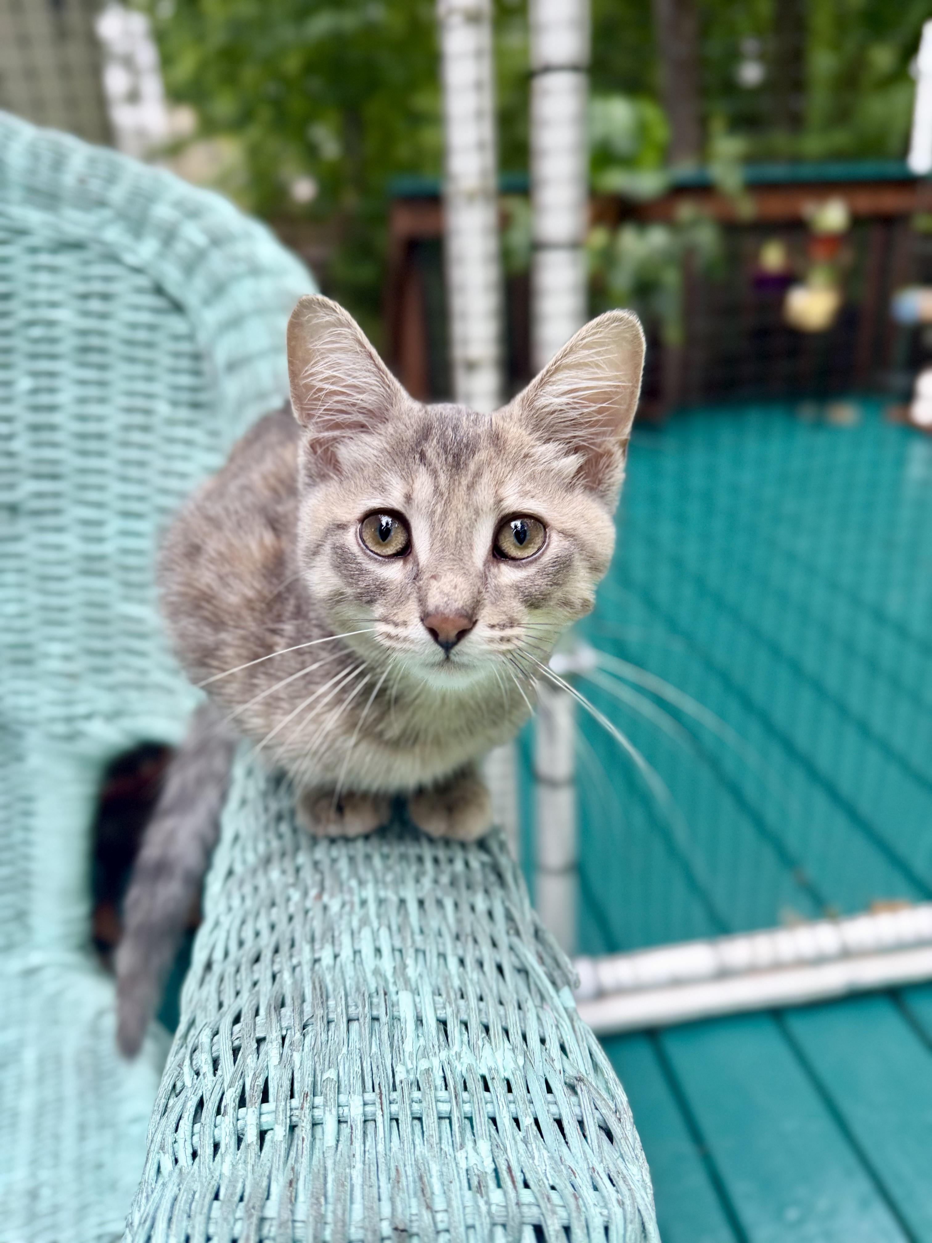 Dumpling Castaway, a Adoptable Torbie in Grand Haven, MI image 2/5
