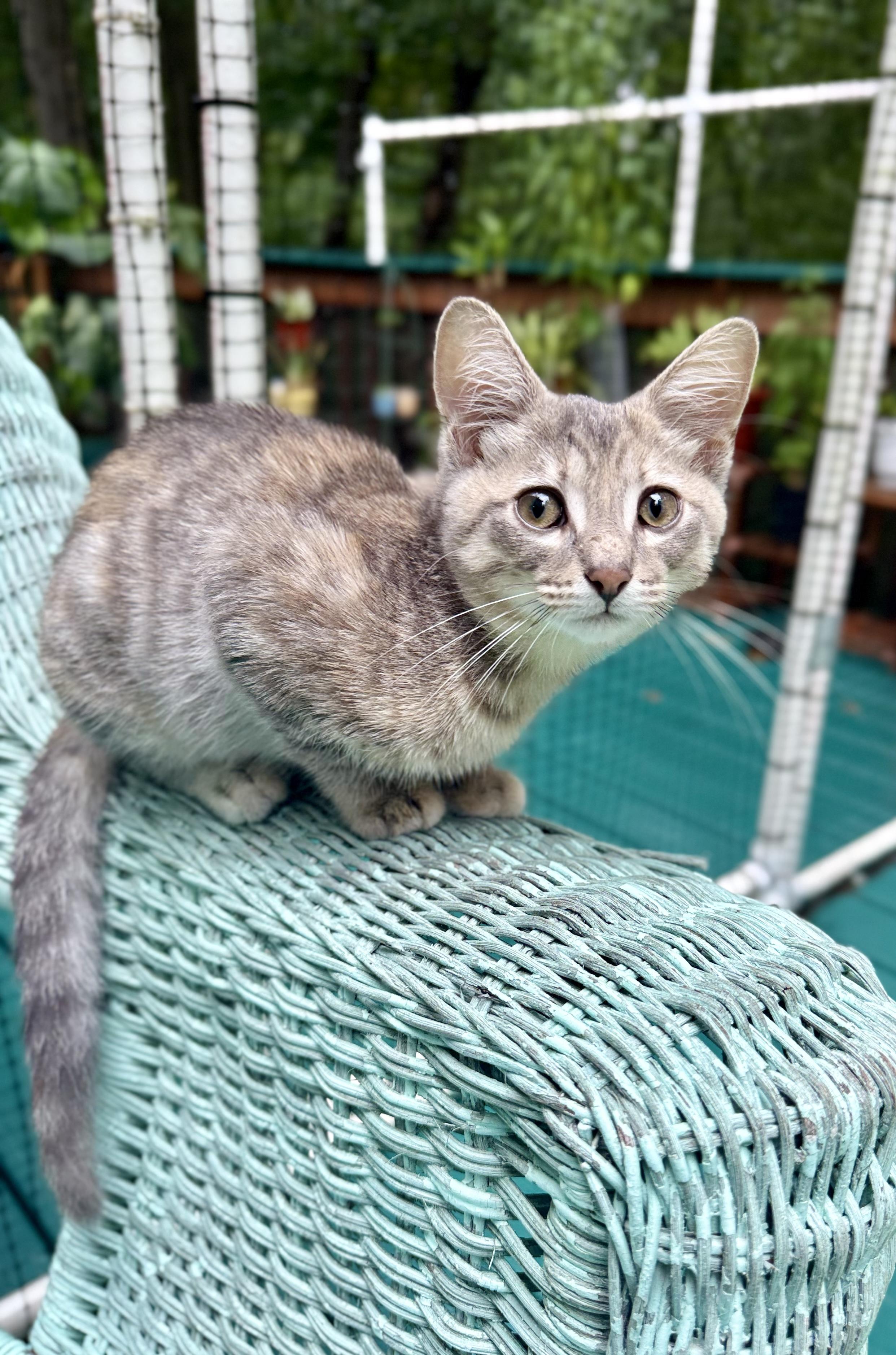 Dumpling Castaway, a Adoptable Torbie in Grand Haven, MI image 5/5