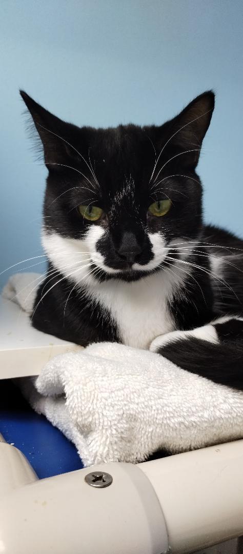 Enlarge Susie - Center, a Adoptable Domestic Short Hair in Oakland Park, FL image 1/2