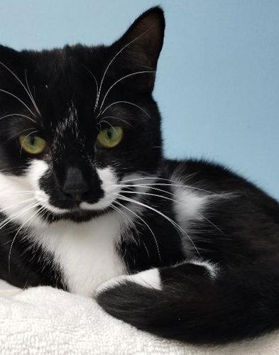 Enlarge Susie - Center, a Adoptable Domestic Short Hair in Oakland Park, FL image 2/2