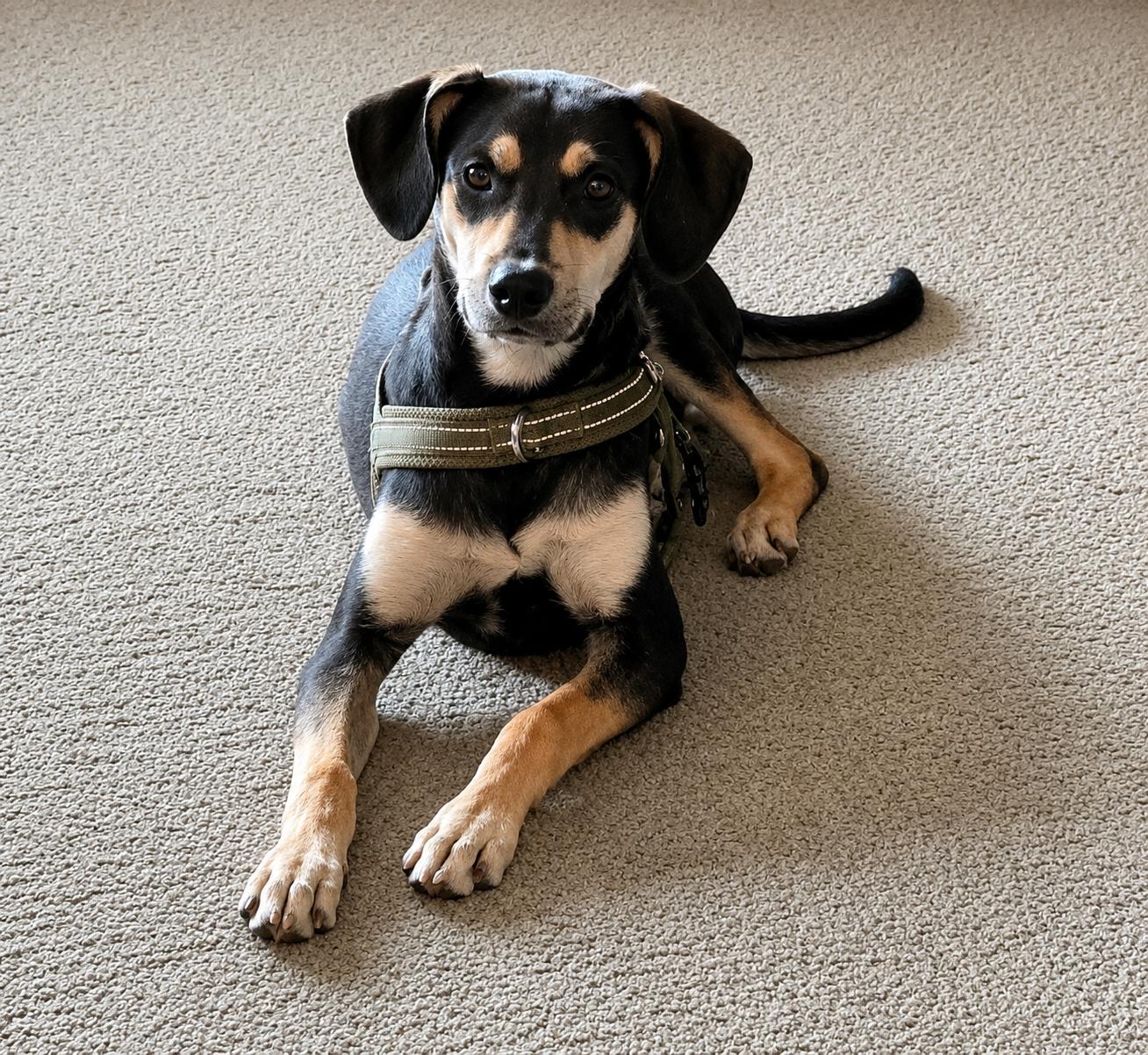 Bisbee, a Adoptable mixed breed in Shelton, CT image 1/6