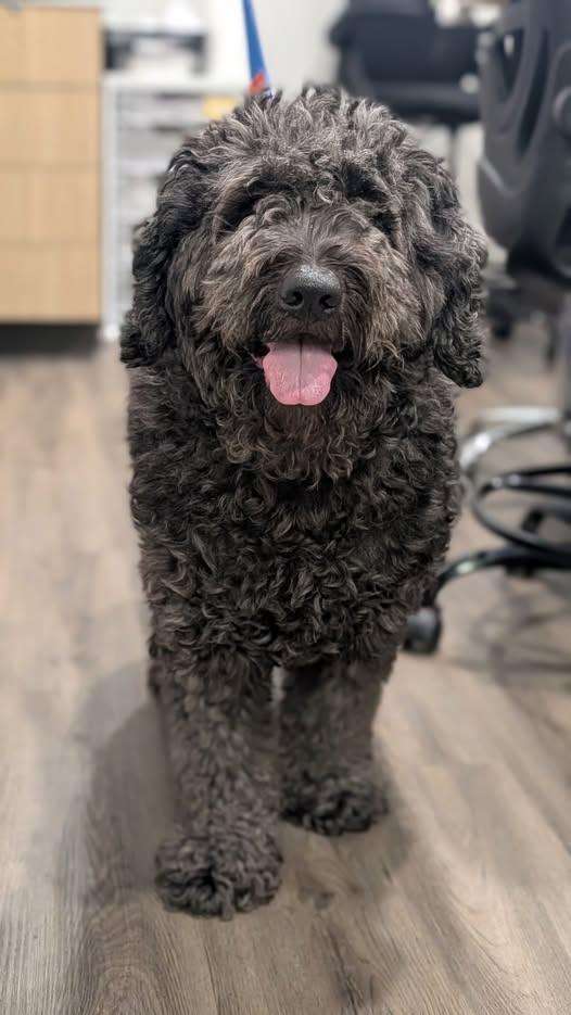 Ozzy, adopted, Adult Male Standard Poodle & Mixed Breed.
