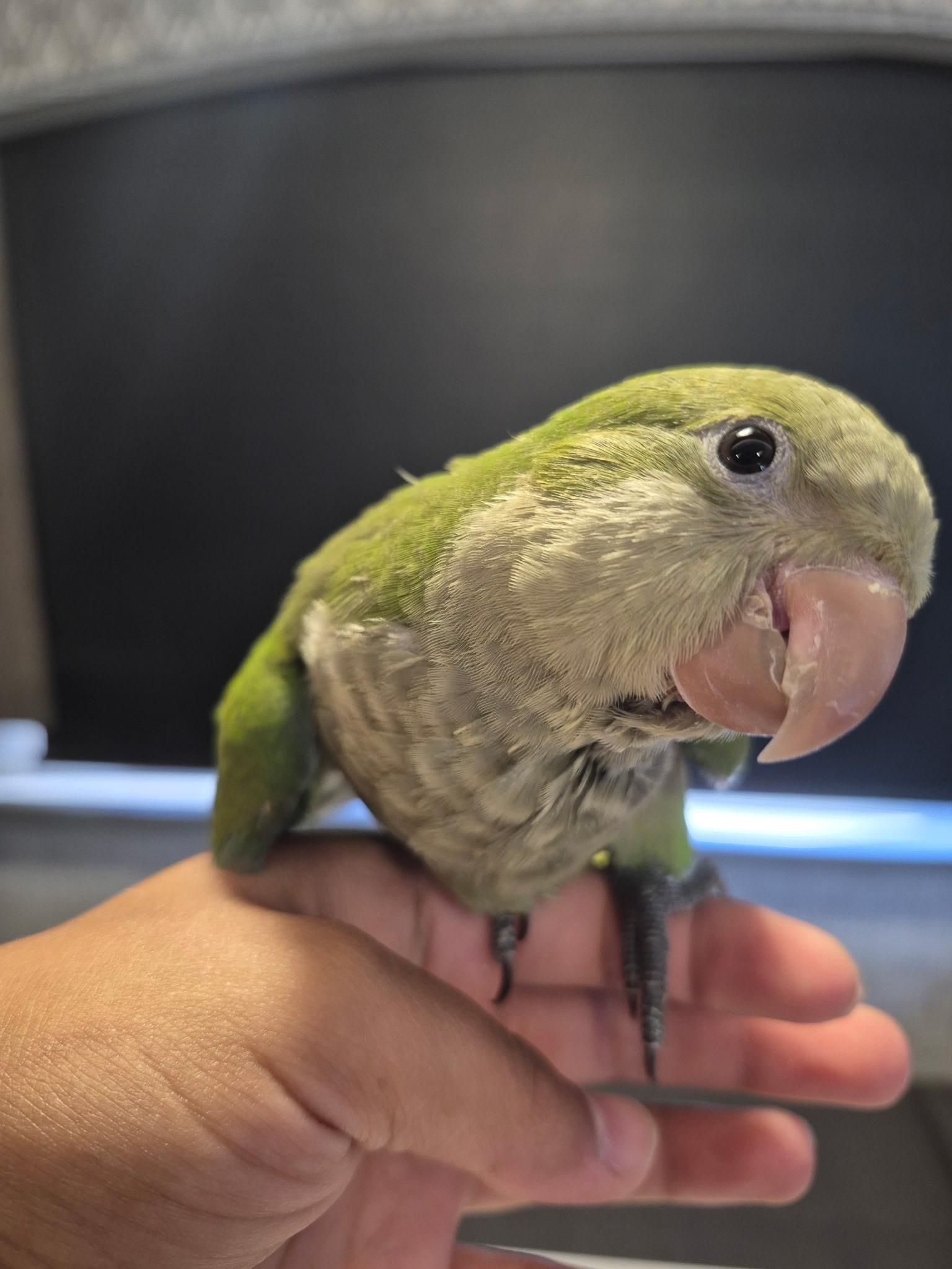 Enlarge Peter Pan, a ADOPTABLE Quaker Parakeet in Corona, CA image 3/3