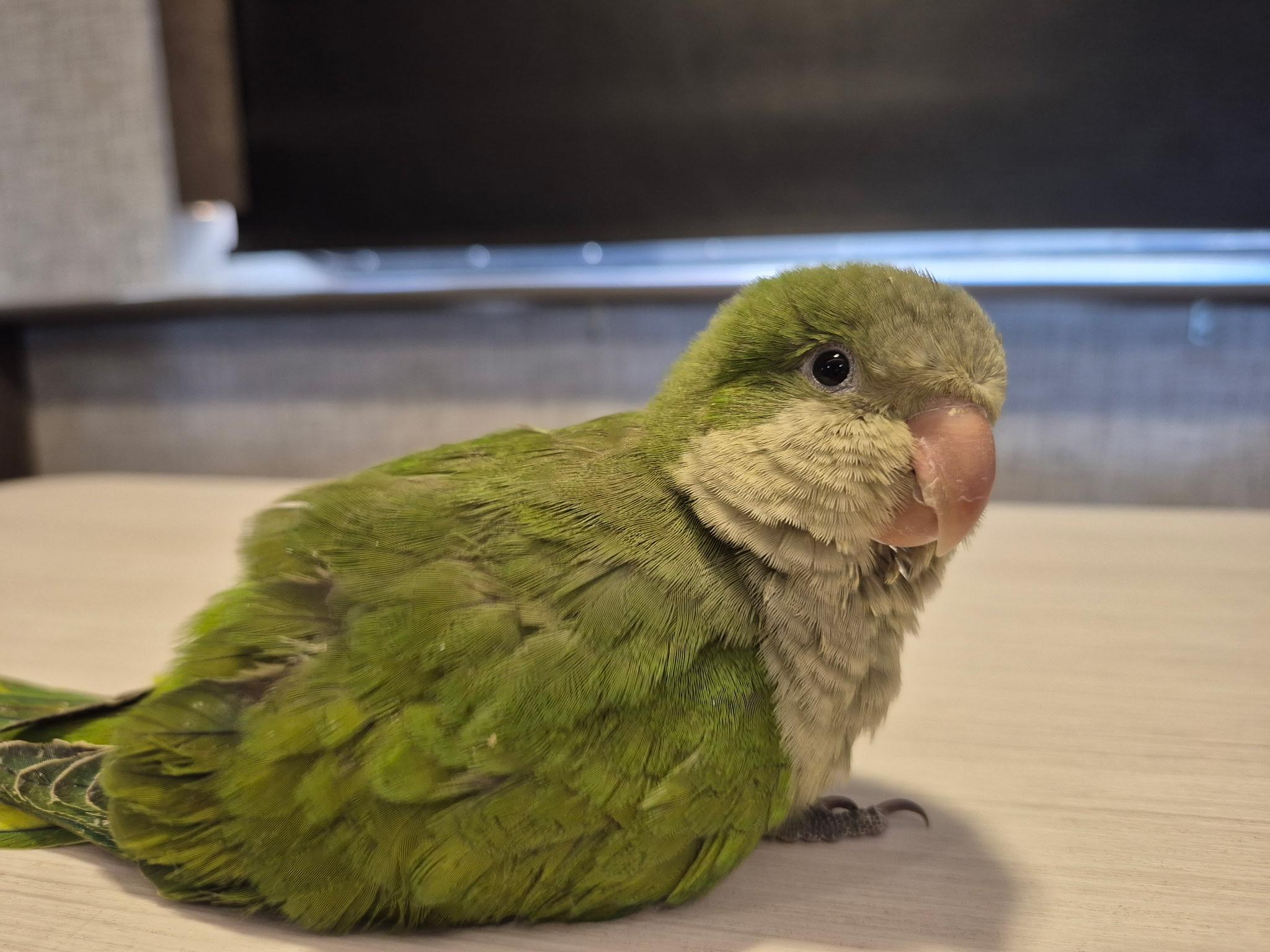 Peter Pan, ADOPTABLE, Baby Unknown Quaker Parakeet.