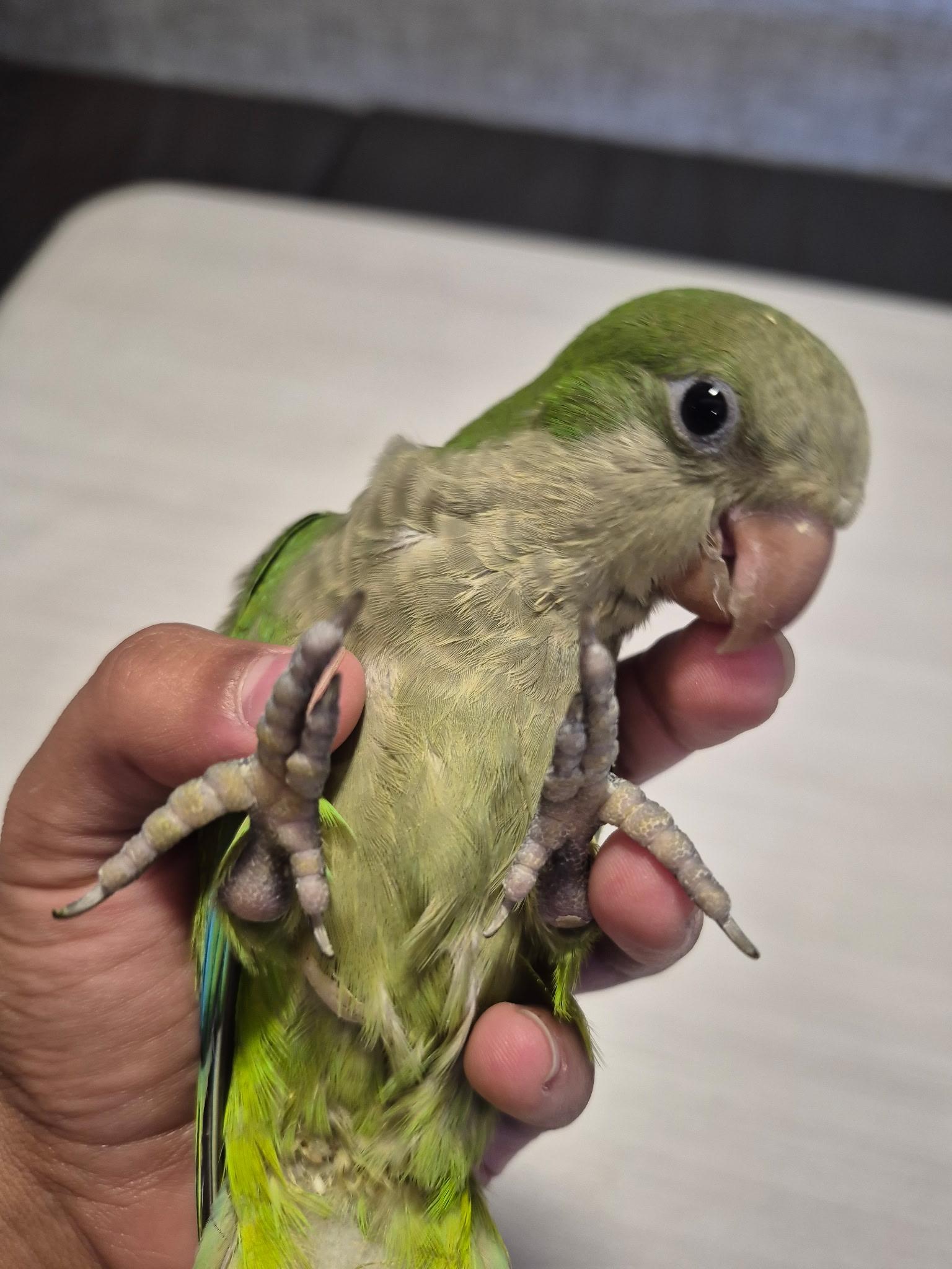 Enlarge Peter Pan, a ADOPTABLE Quaker Parakeet in Corona, CA image 2/3