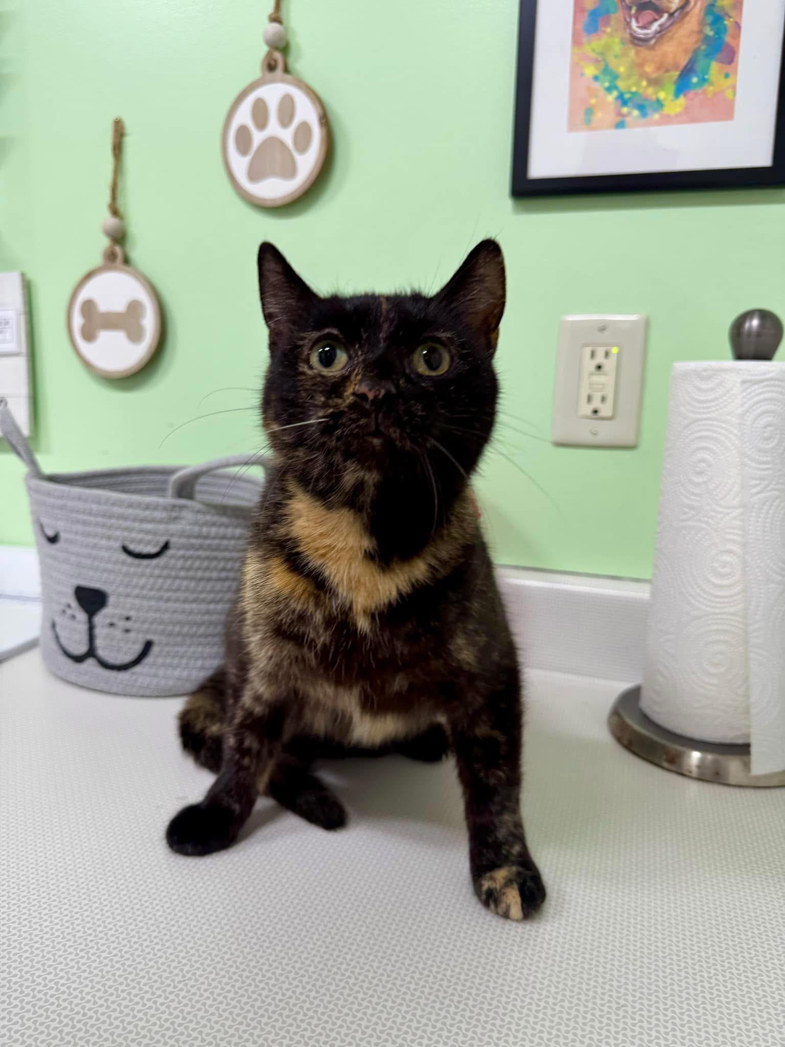 Enlarge FELICITY*Adoption Fee Waived*, a Adoptable American Shorthair in Charleston, WV image 1/2