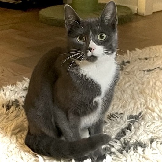 Socks, a Adoptable Domestic Short Hair in New York, NY image 2/6