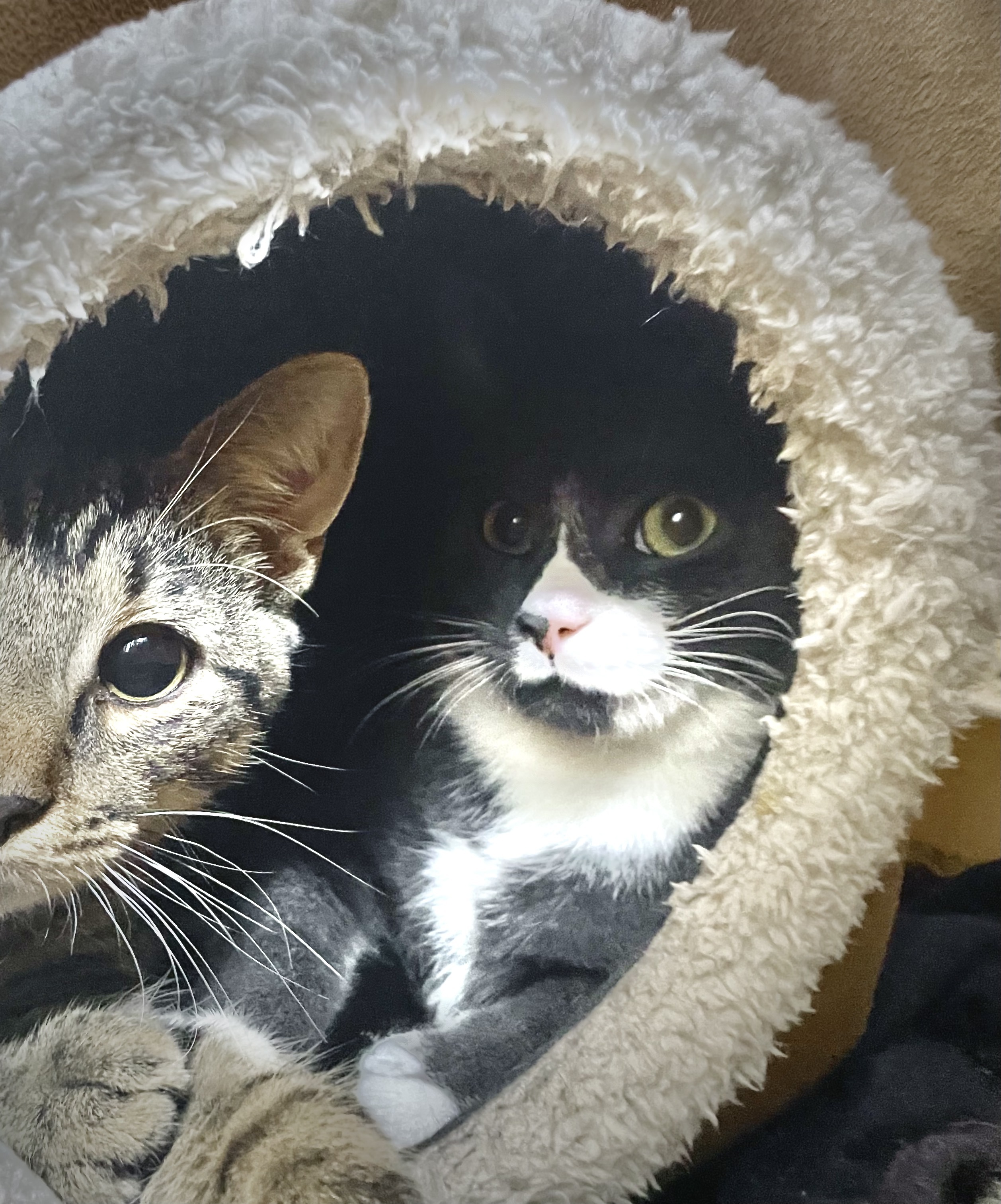 Socks, a Adoptable Domestic Short Hair in New York, NY image 5/6