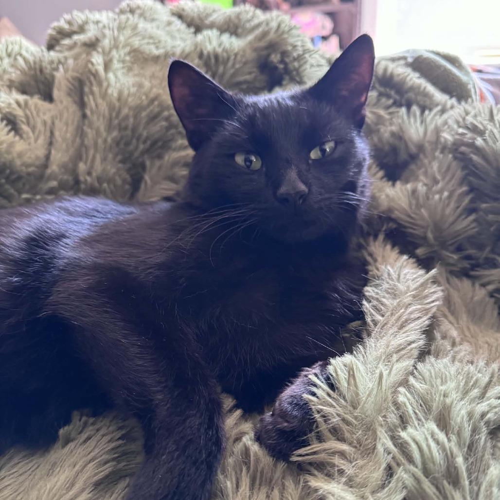 Enlarge Bradford, a Adoptable Domestic Short Hair in Reisterstown, MD image 1/4