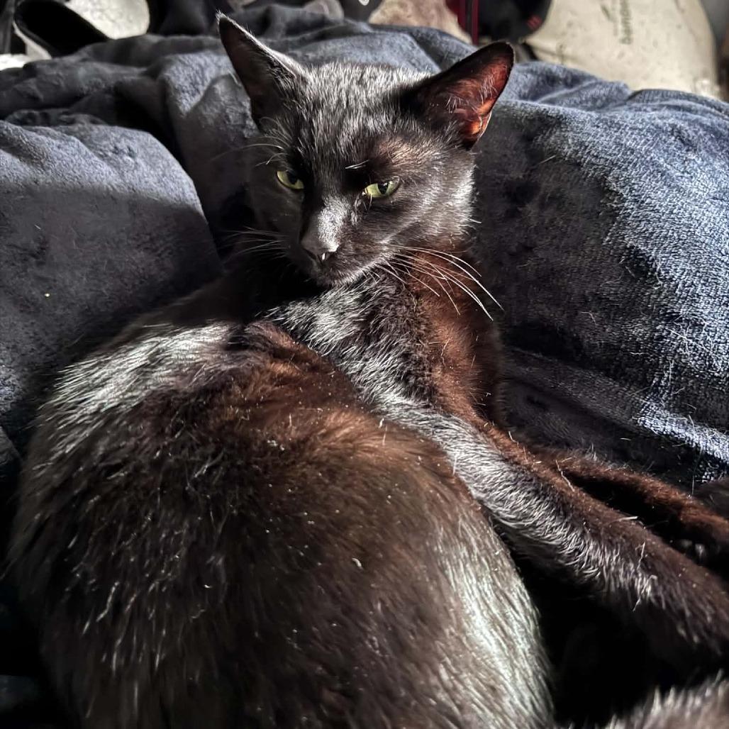 Enlarge Bradford, a Adoptable Domestic Short Hair in Reisterstown, MD image 2/4